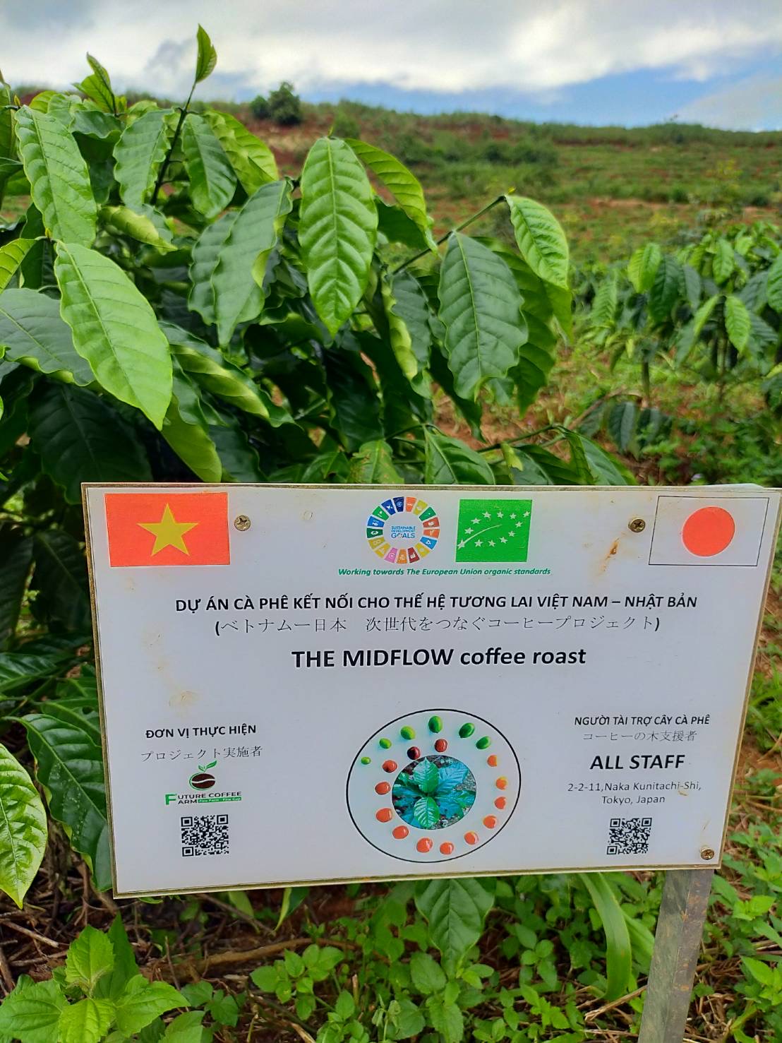 【blog】僕たちのコーヒーの木を写真を見ながら。