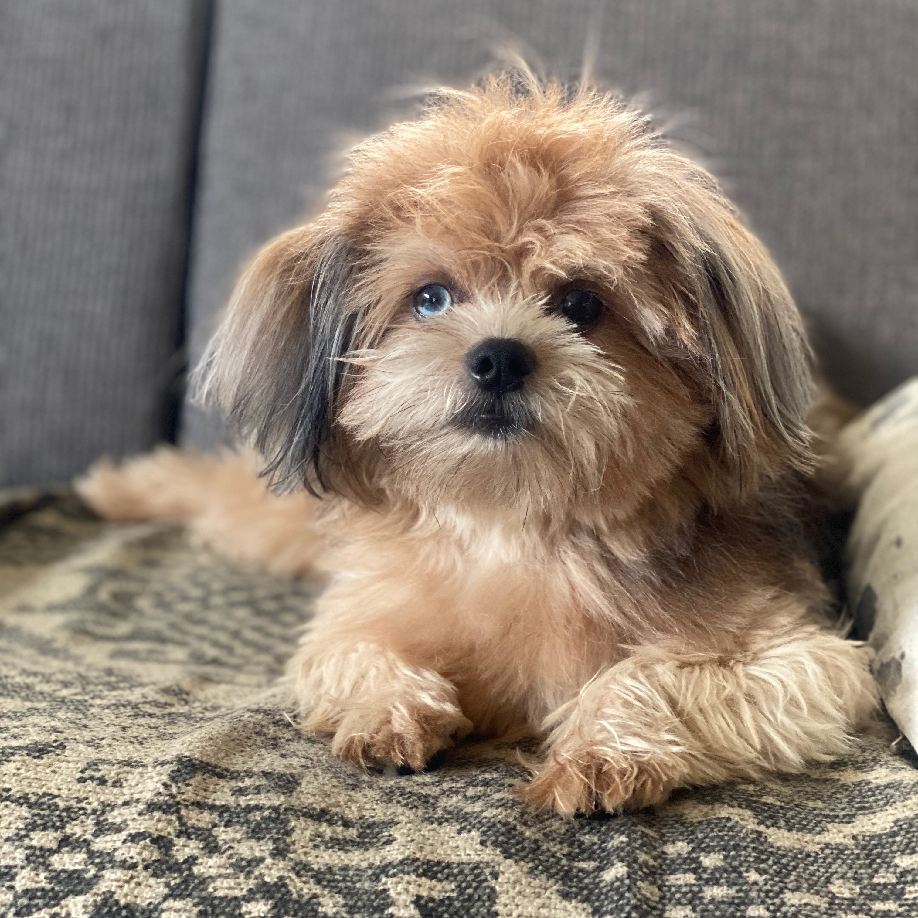 シーポメKanta日記 Blog始めます。