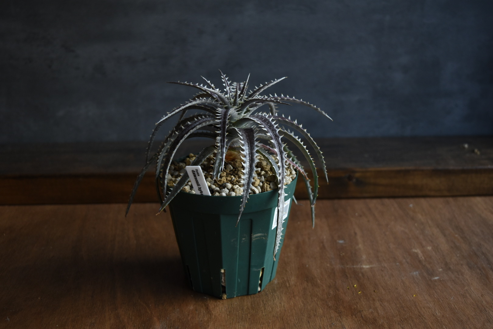 植木鉢を変えるとイメージが変わりました。新作鉢にディッキアを植えてみました。
