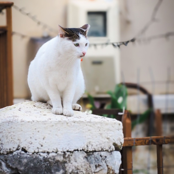 ギリシャの猫ちゃん