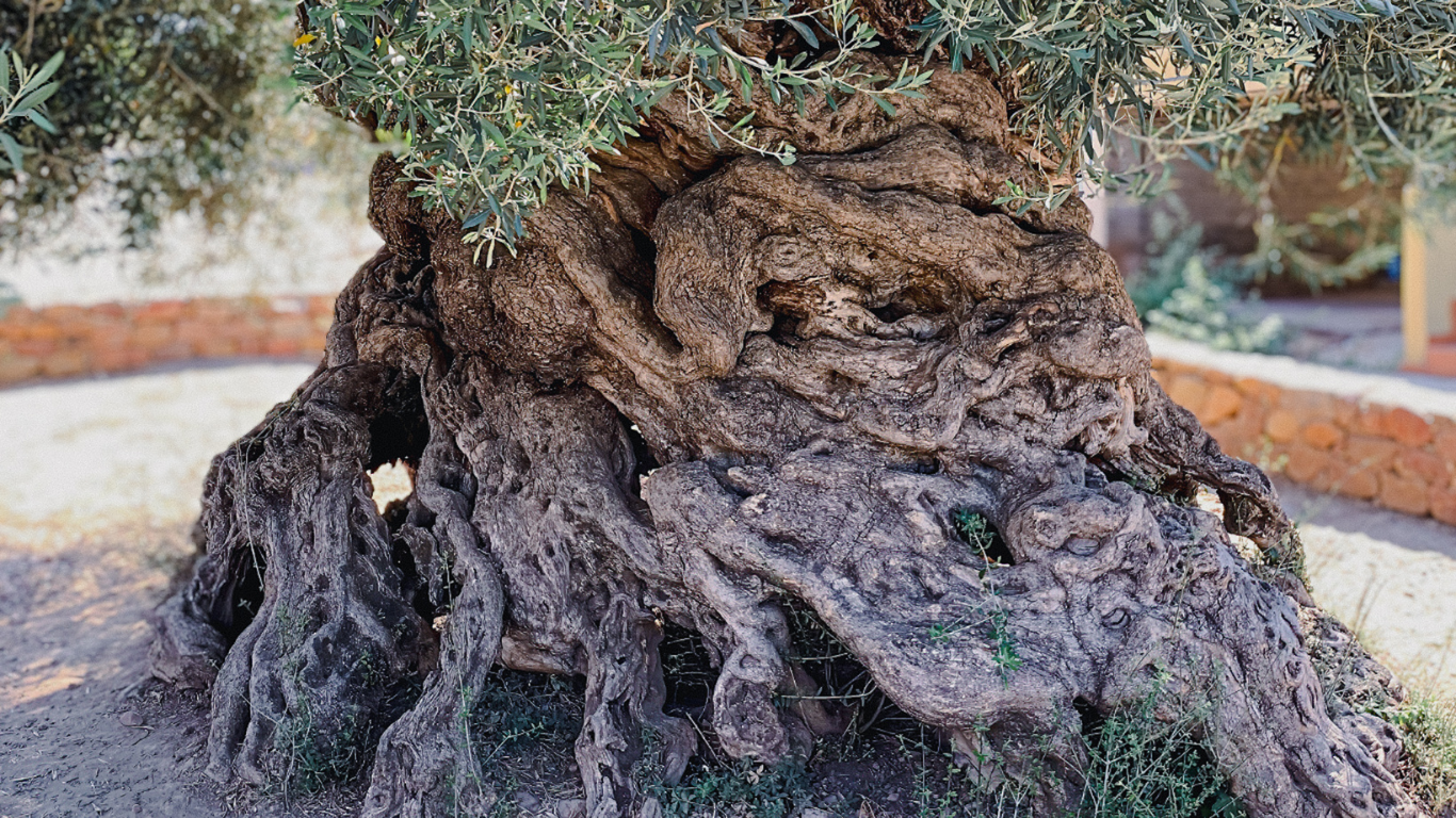 The Olive Tree of Vouves