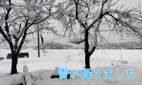 横手に雪が降りました