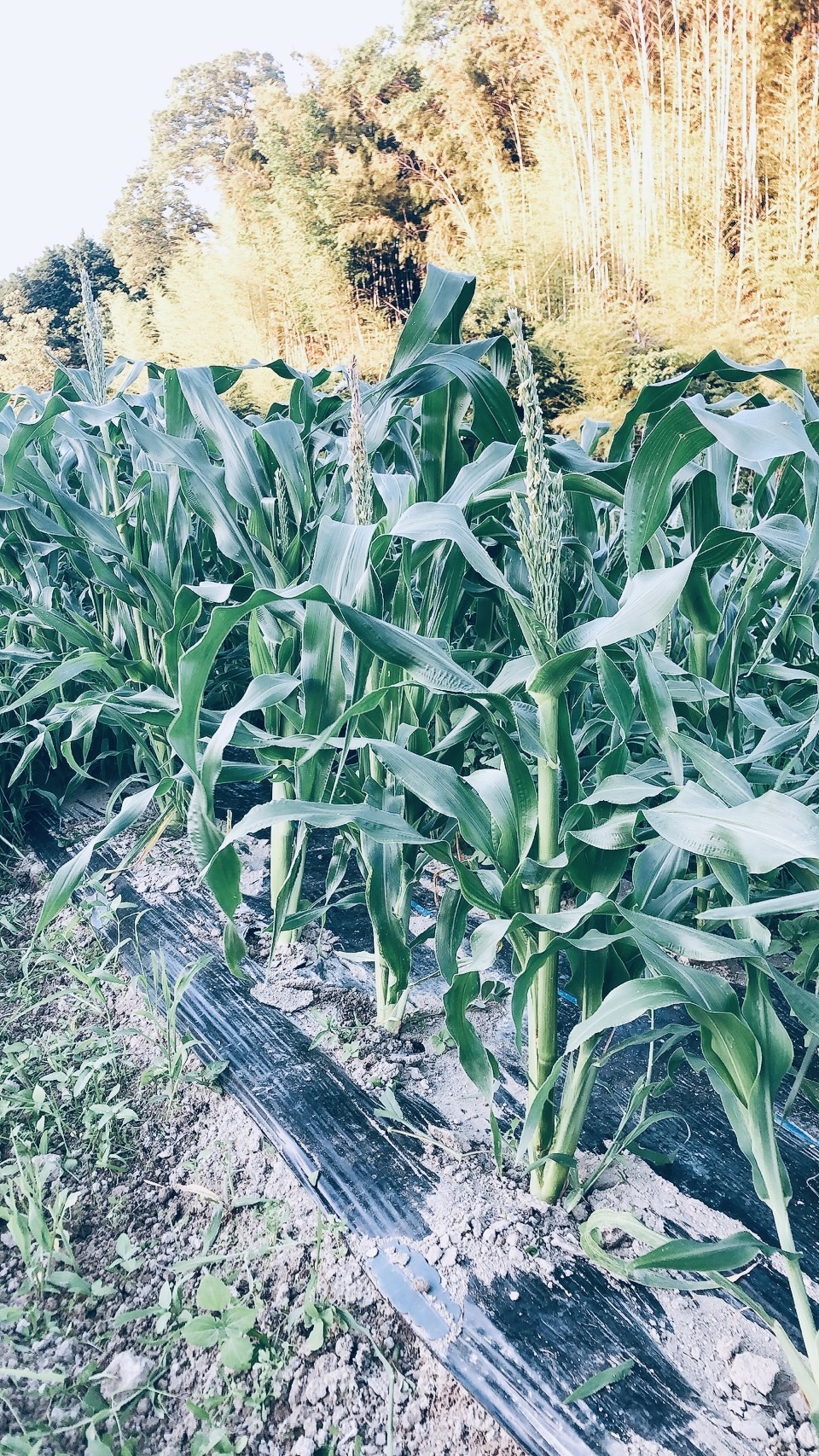 フルーツコーン成長中🌽