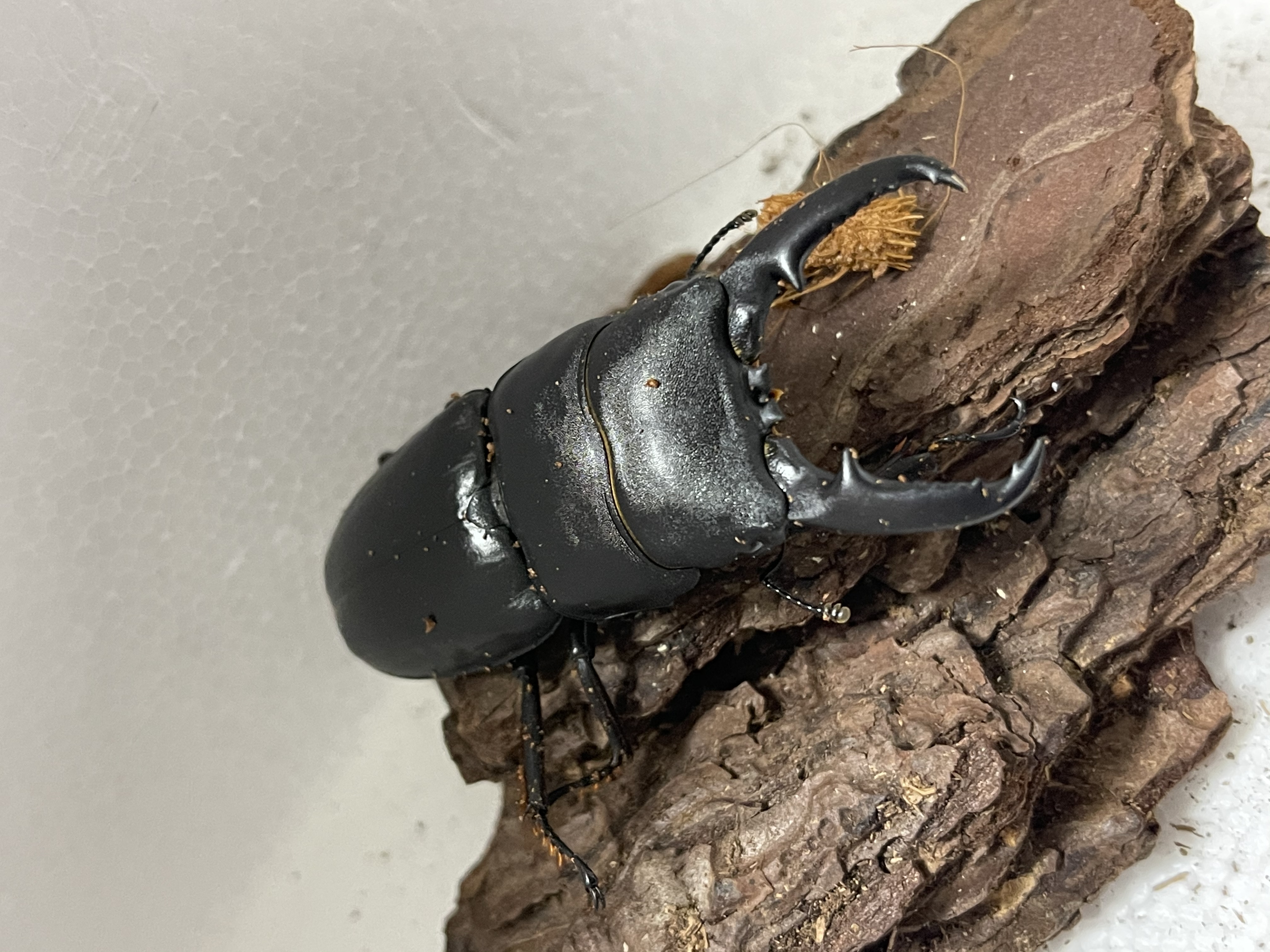 オオクワガタと対をなす人気者