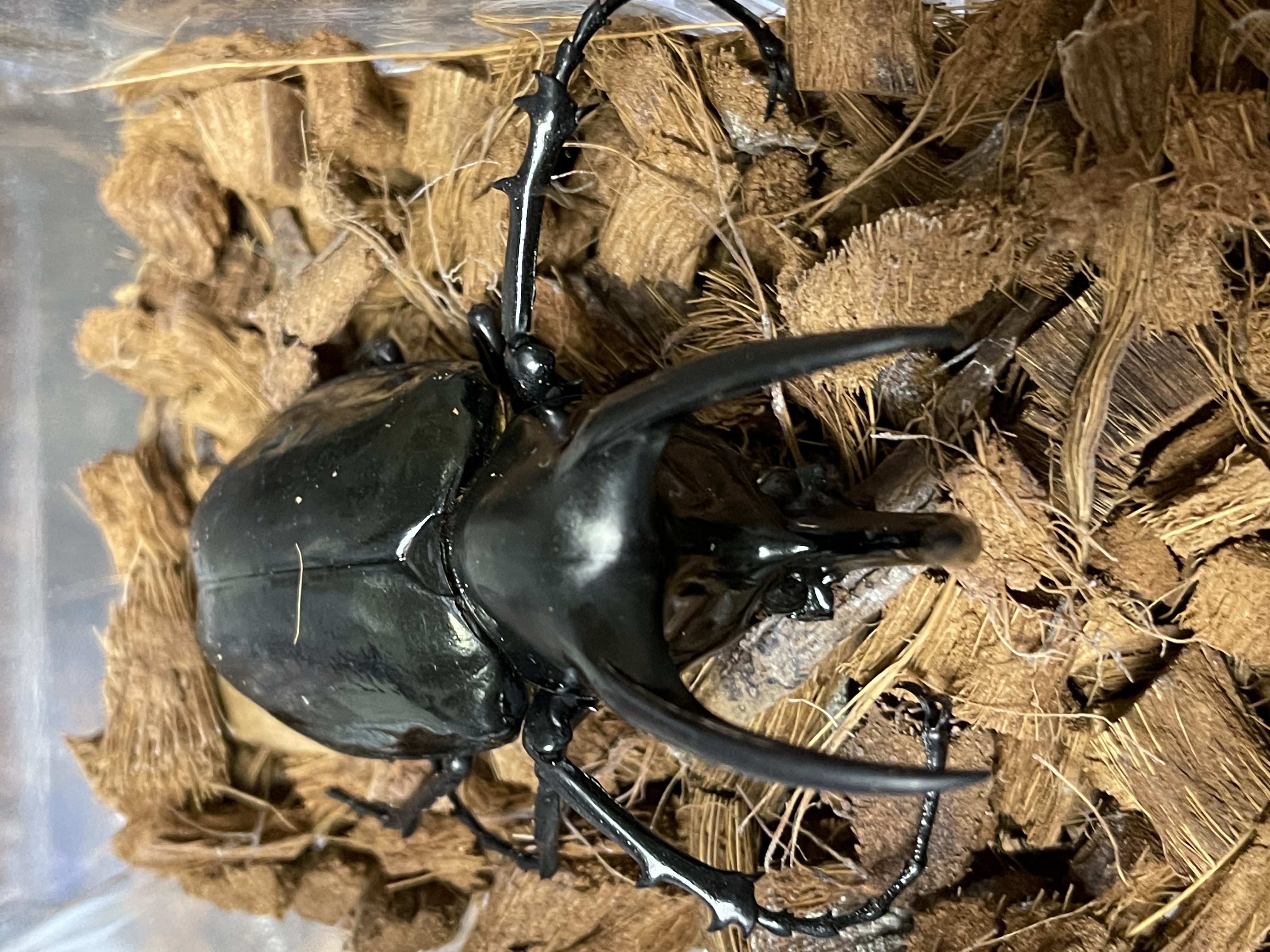 ※数量限定 モーレンカンプオオカブト 幼虫販売開始！！