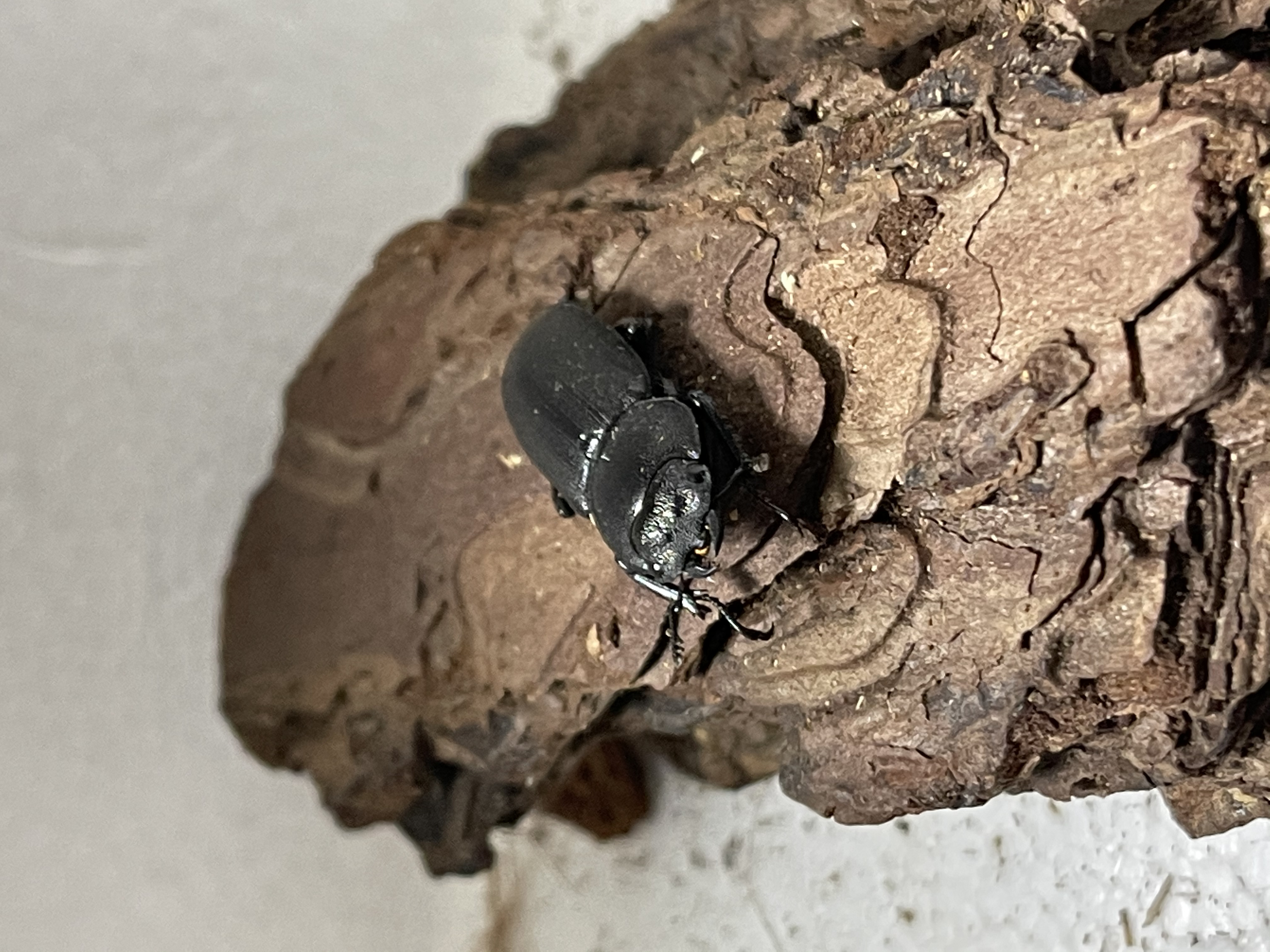 ♀ガチャ！野外採取個体 三重コクワガタ