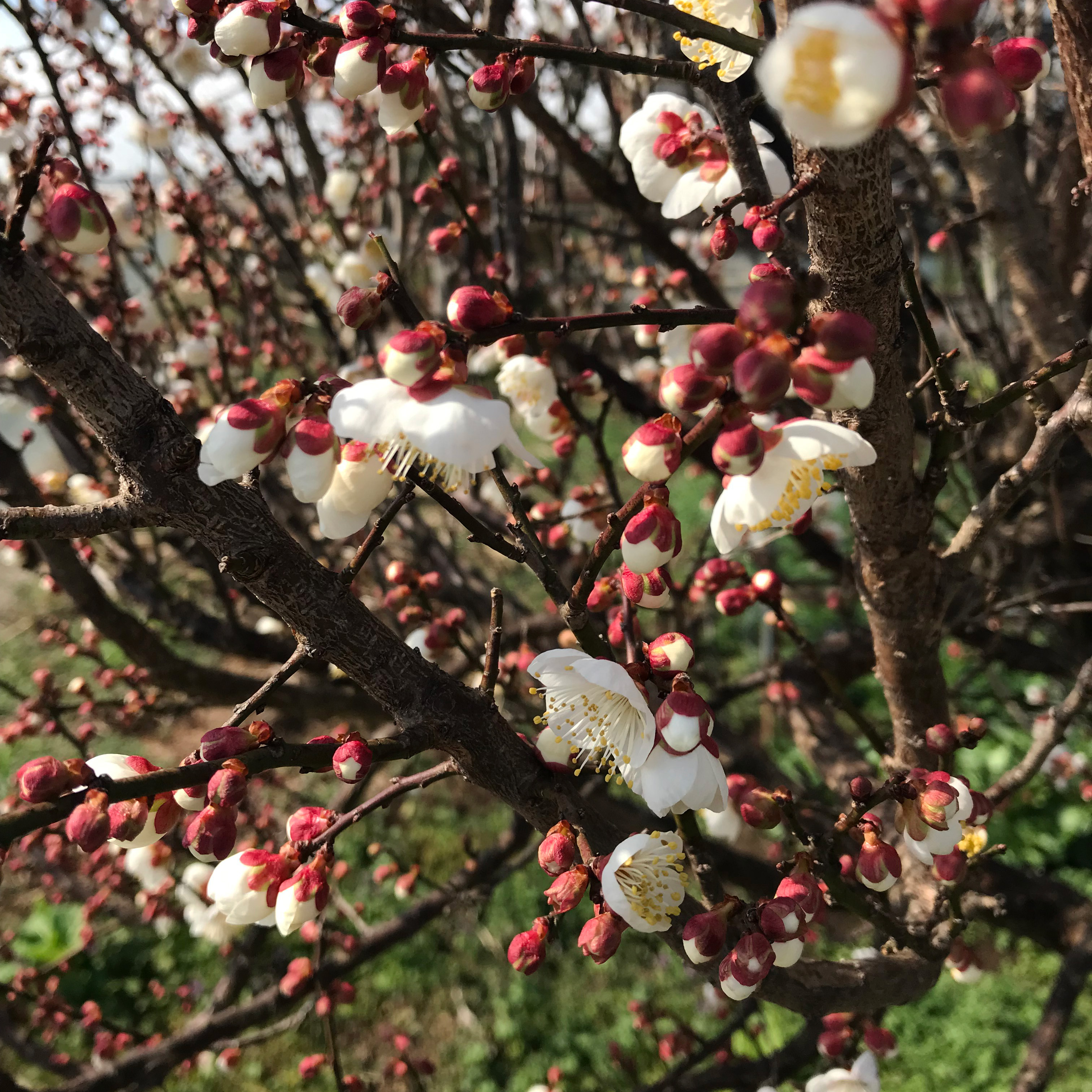 今年の恵方は「東北東のやや東」