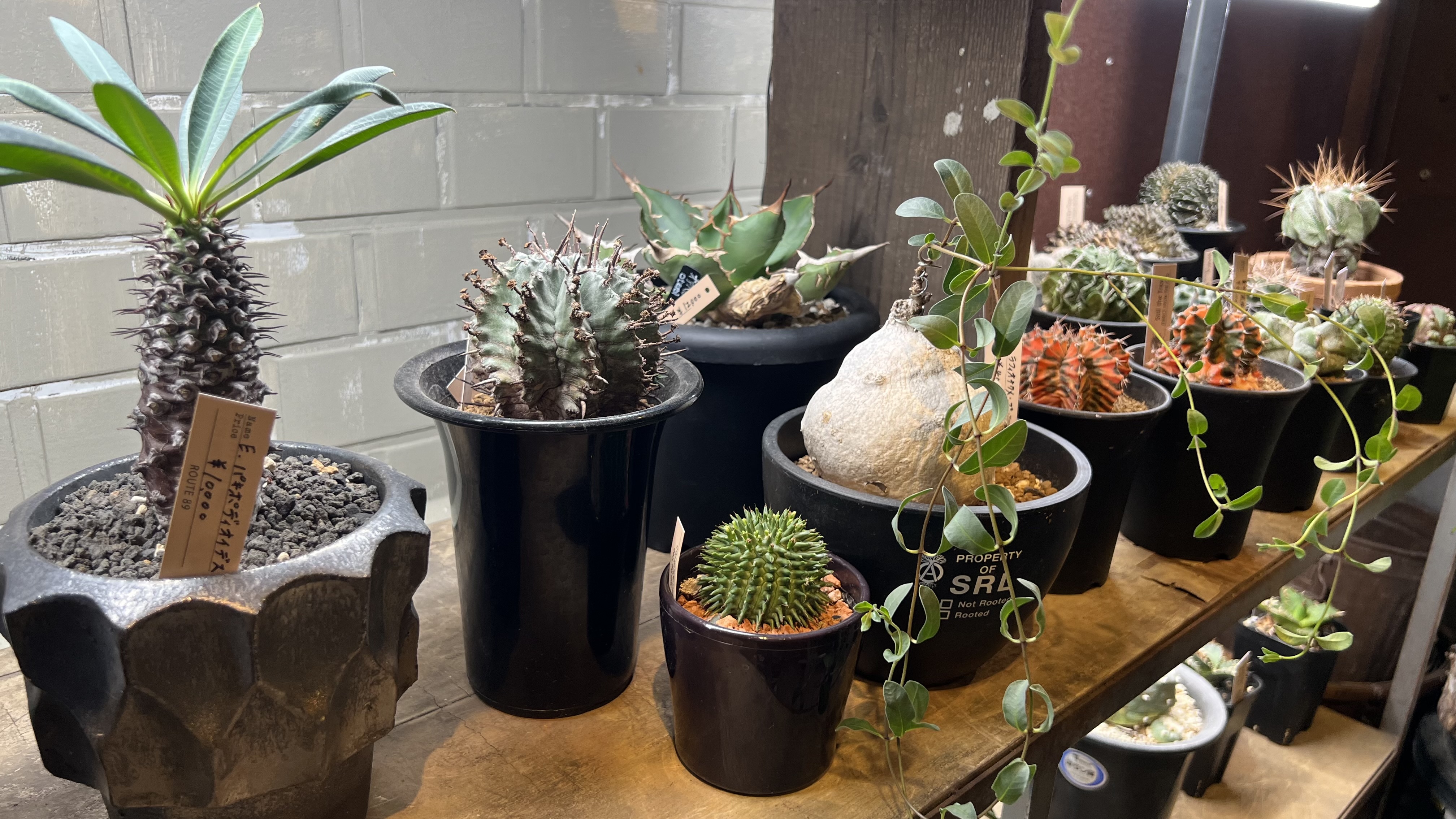 【クチコミ】植物育成ライト 　プラントテラス580