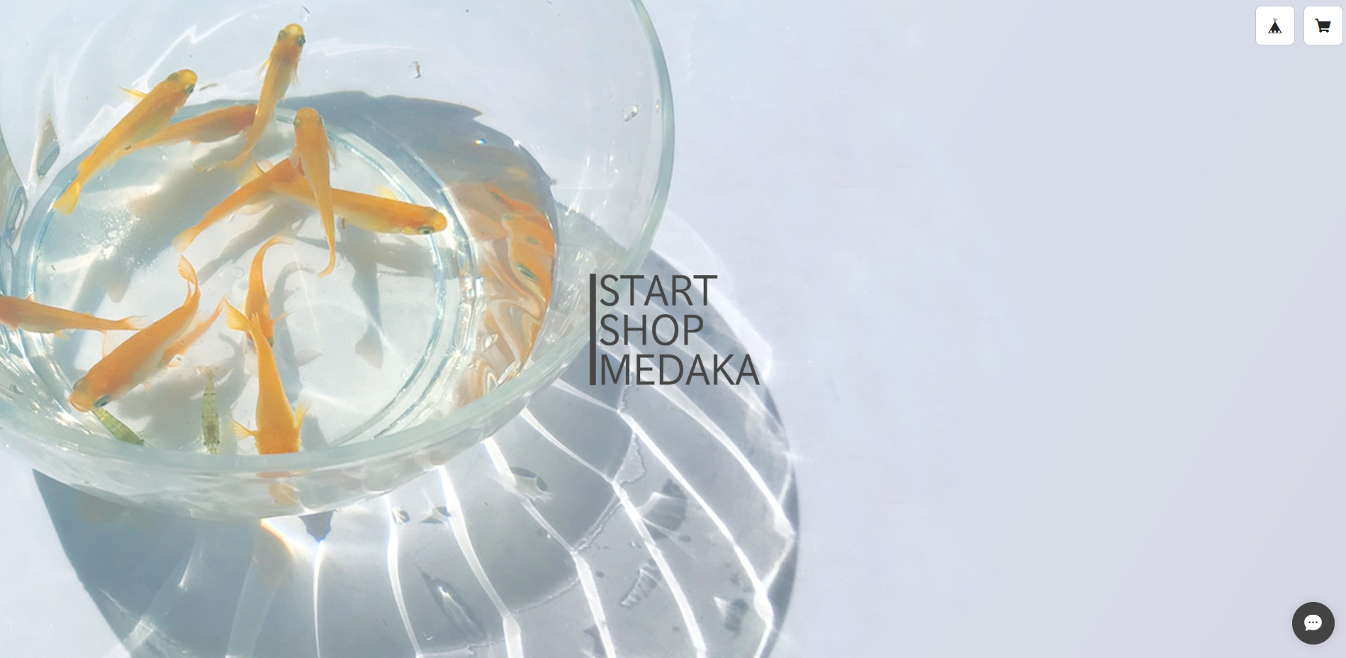 めだか専門ネットショップ 【START SHOP MEDAKA】開店！