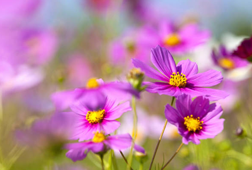 展示会会期中の発送に関するご案内