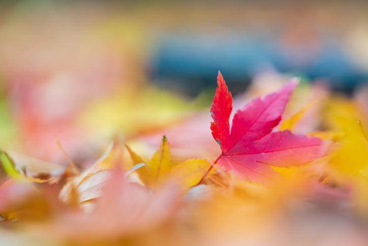 新商品を追加しました