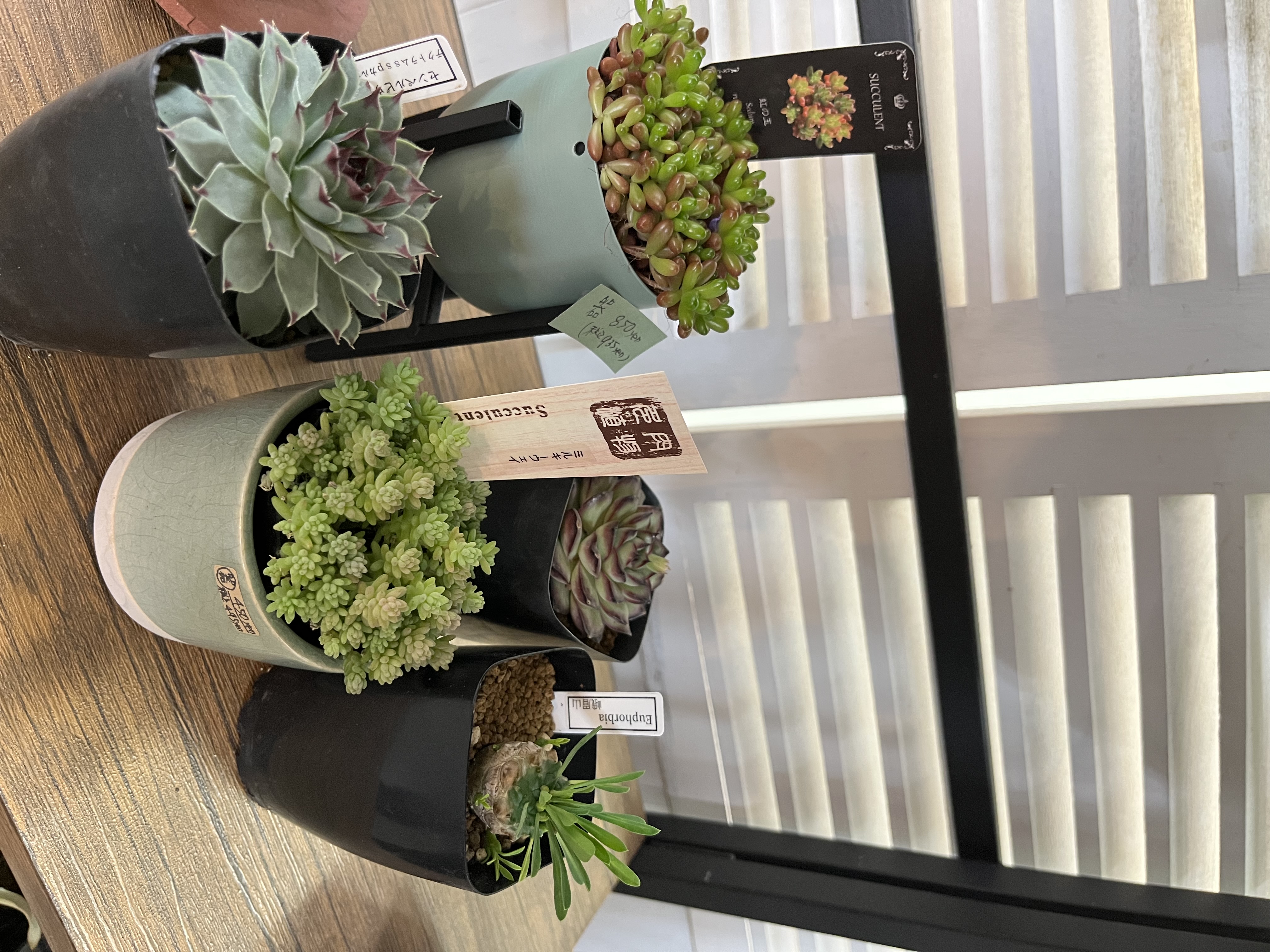 【新入荷】おしゃれな観葉植物が仲間入り！お部屋にグリーンの癒しを♪