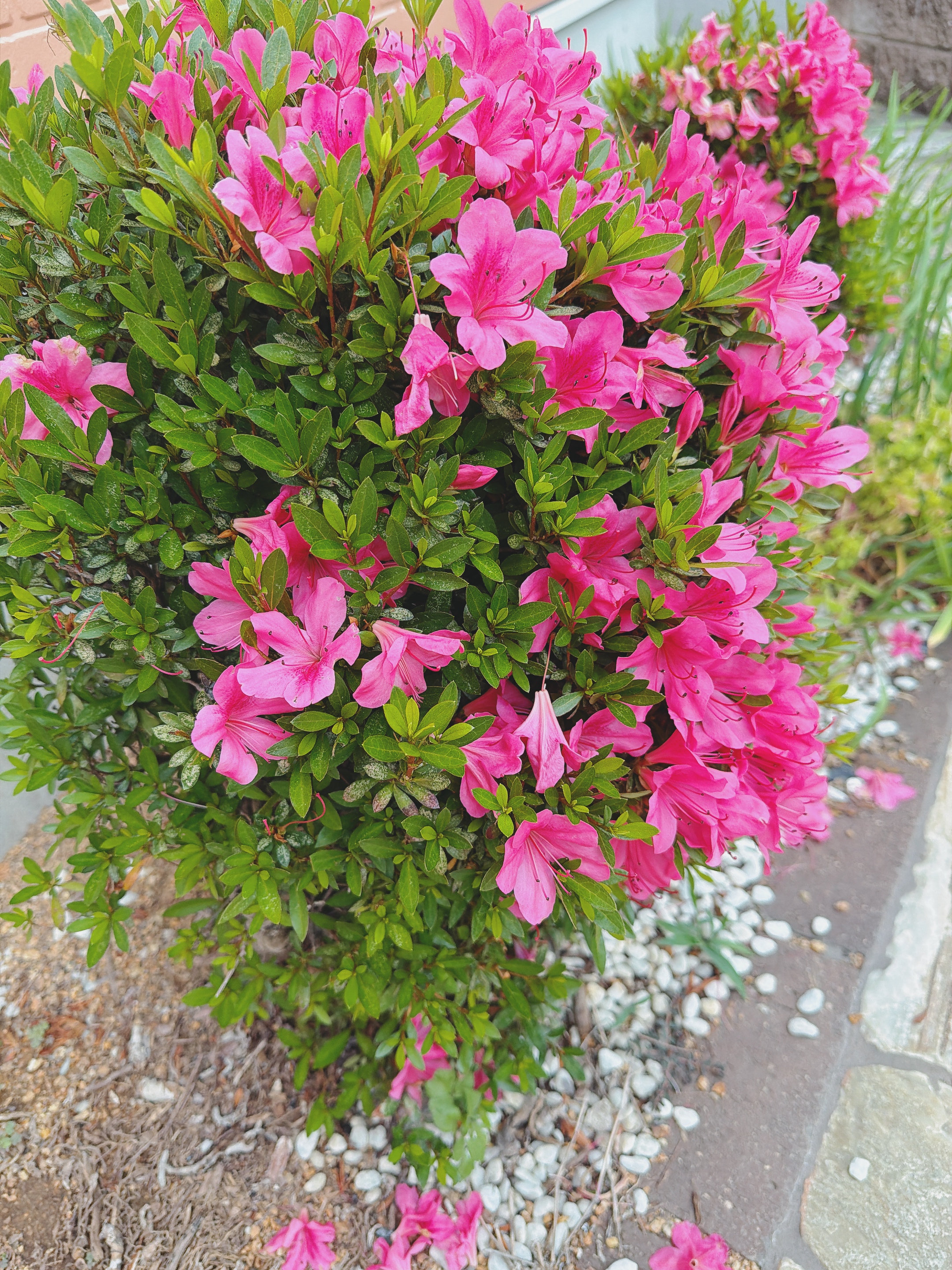 ツツジが満開を迎えています