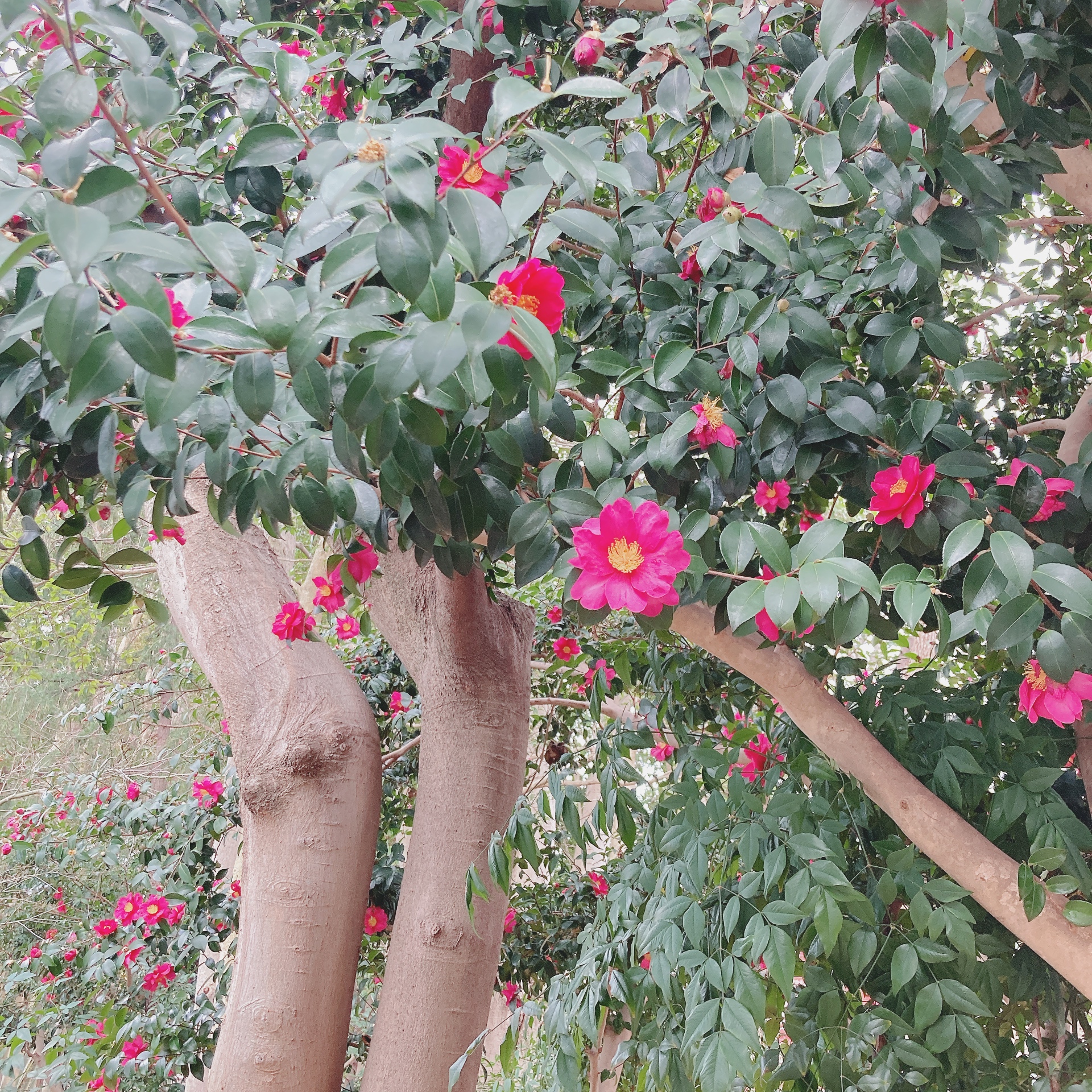 椿が満開ですね