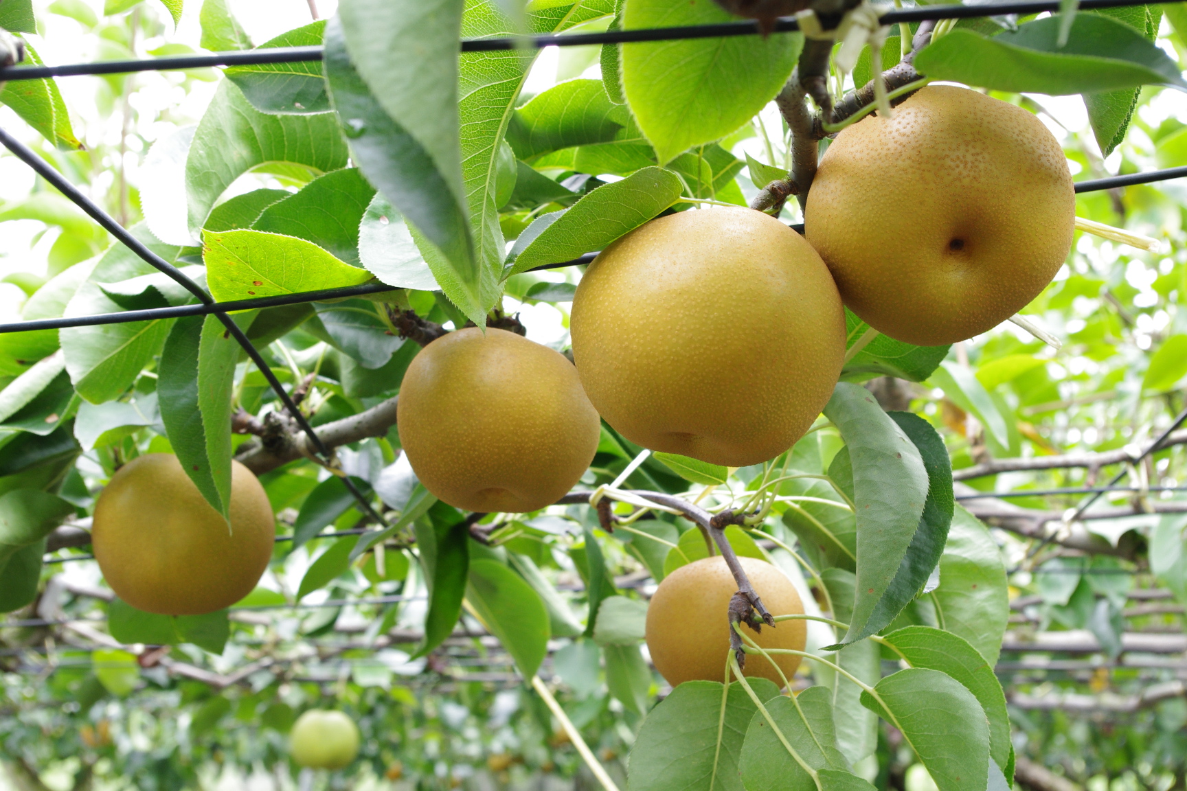 来シーズン（2026年度）の梨の販売につきまして