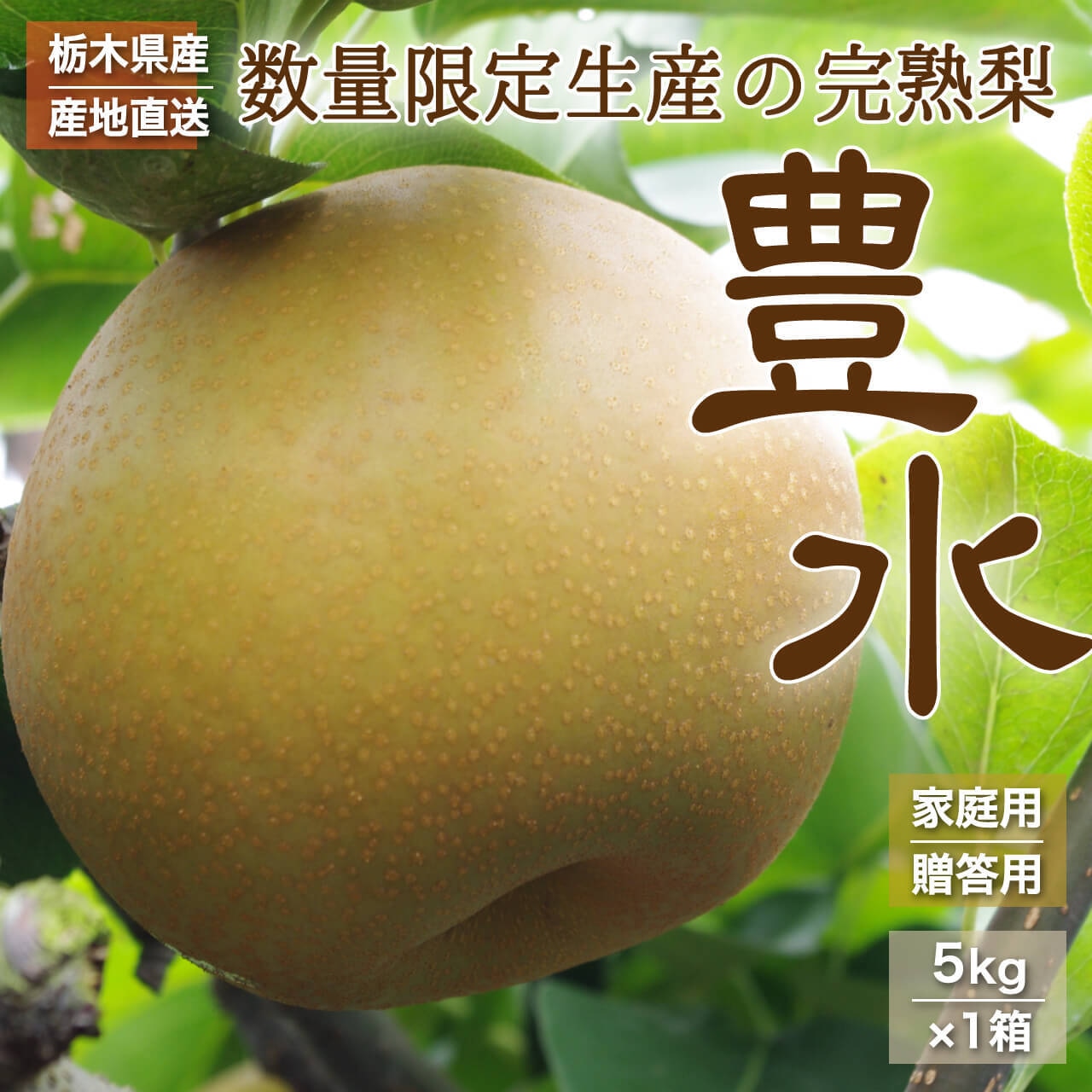 数量限定販売・栃木県産完熟梨　豊水　予約受付中