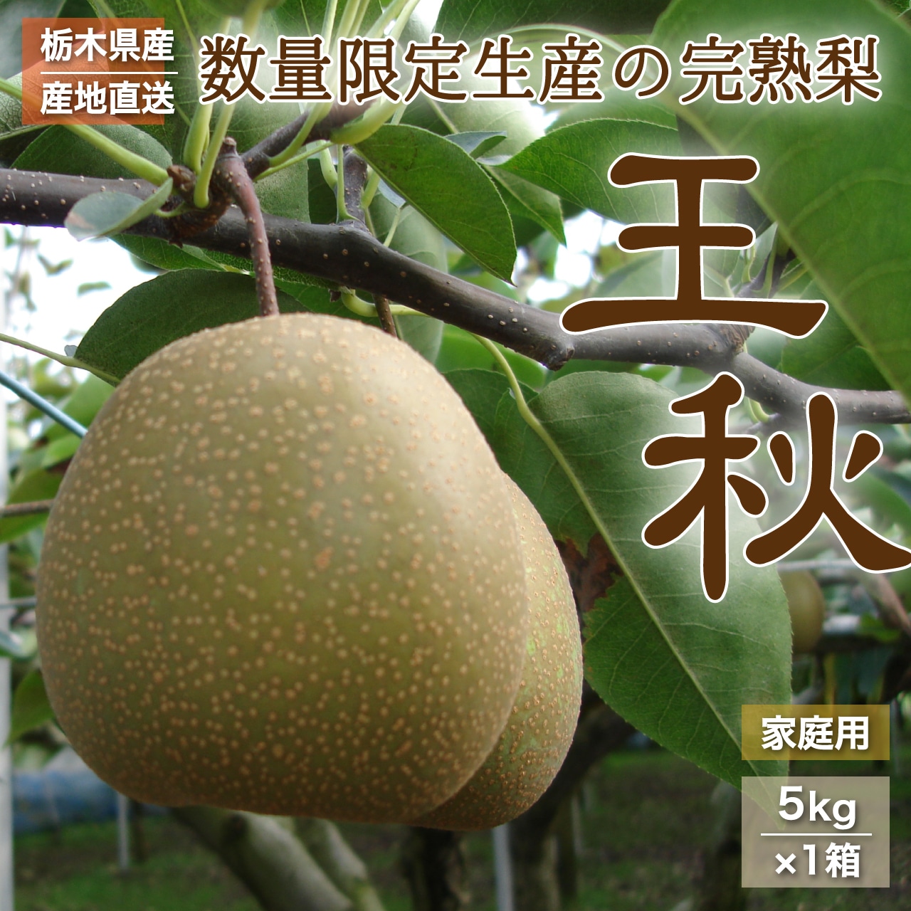 数量限定販売　完熟梨 「王秋」注文受付開始！