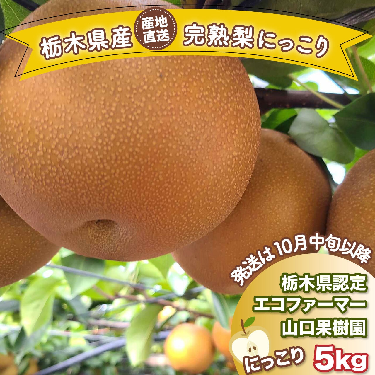 『完熟梨 にっこり』本日(9/10)より予約注文受付を開始!