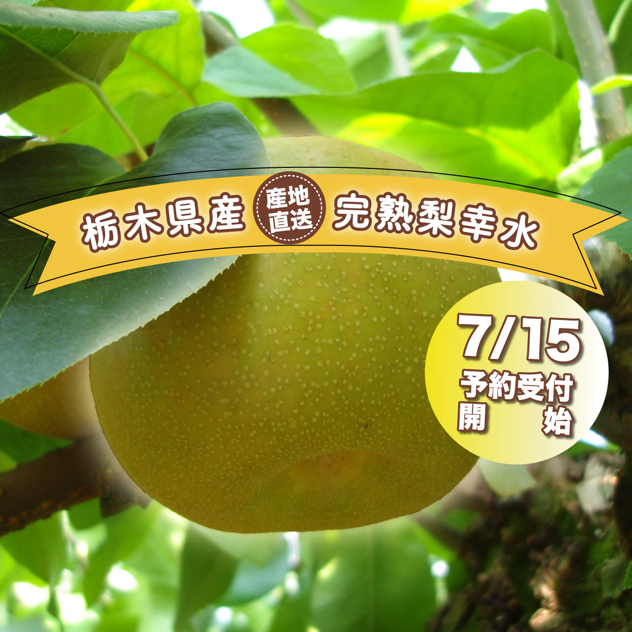 栃木県認定エコファーマーの完熟梨《幸水》7/15～予約受付開始