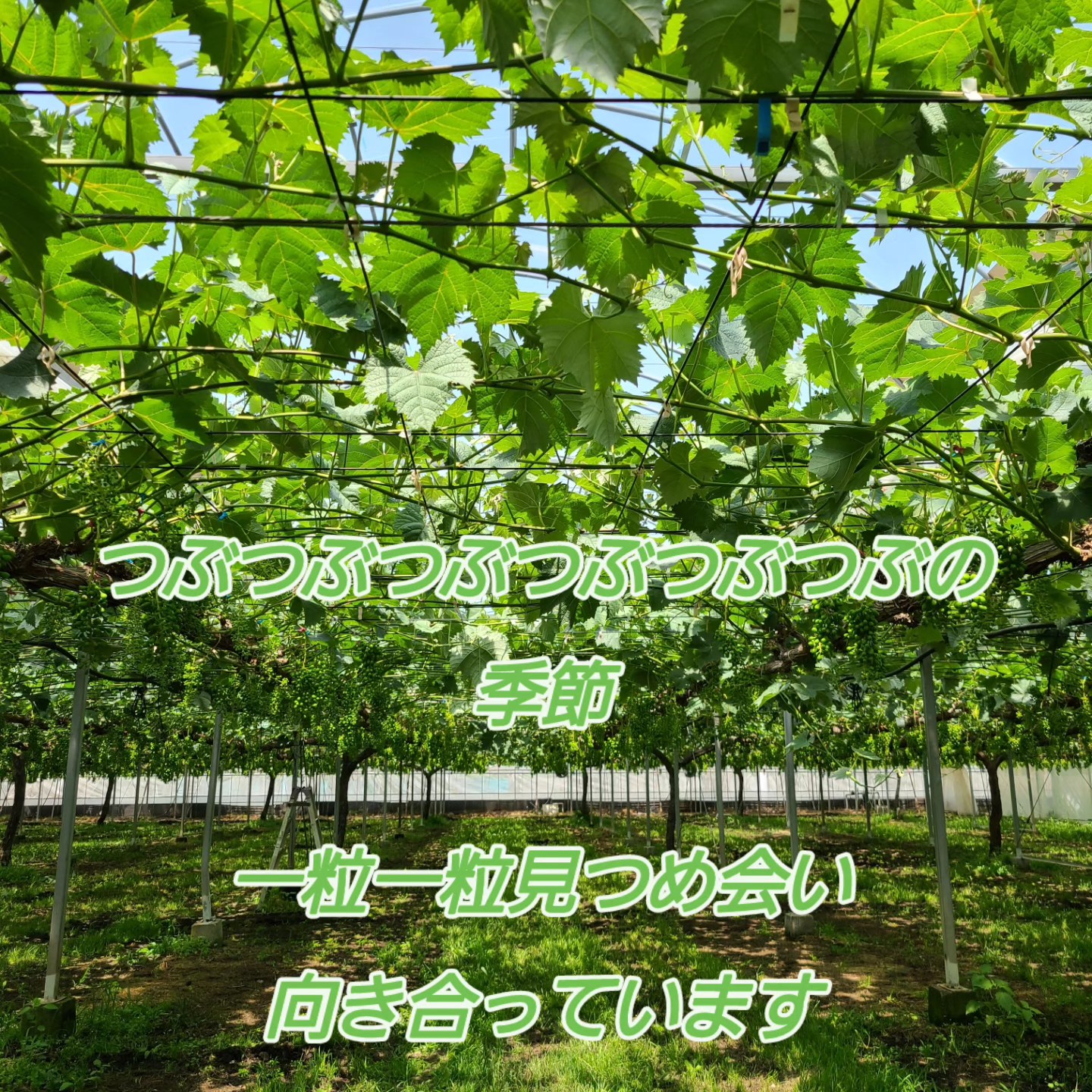山口果樹園の畑（5月と6月）「つぶつぶつぶつぶつぶつぶの作業」と「プリっプリっ」