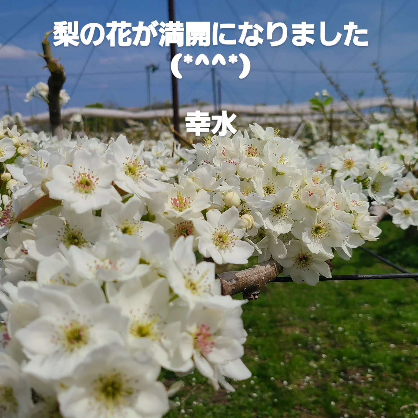 梨の花が満開になりました＆シャインマスカットの形成作業