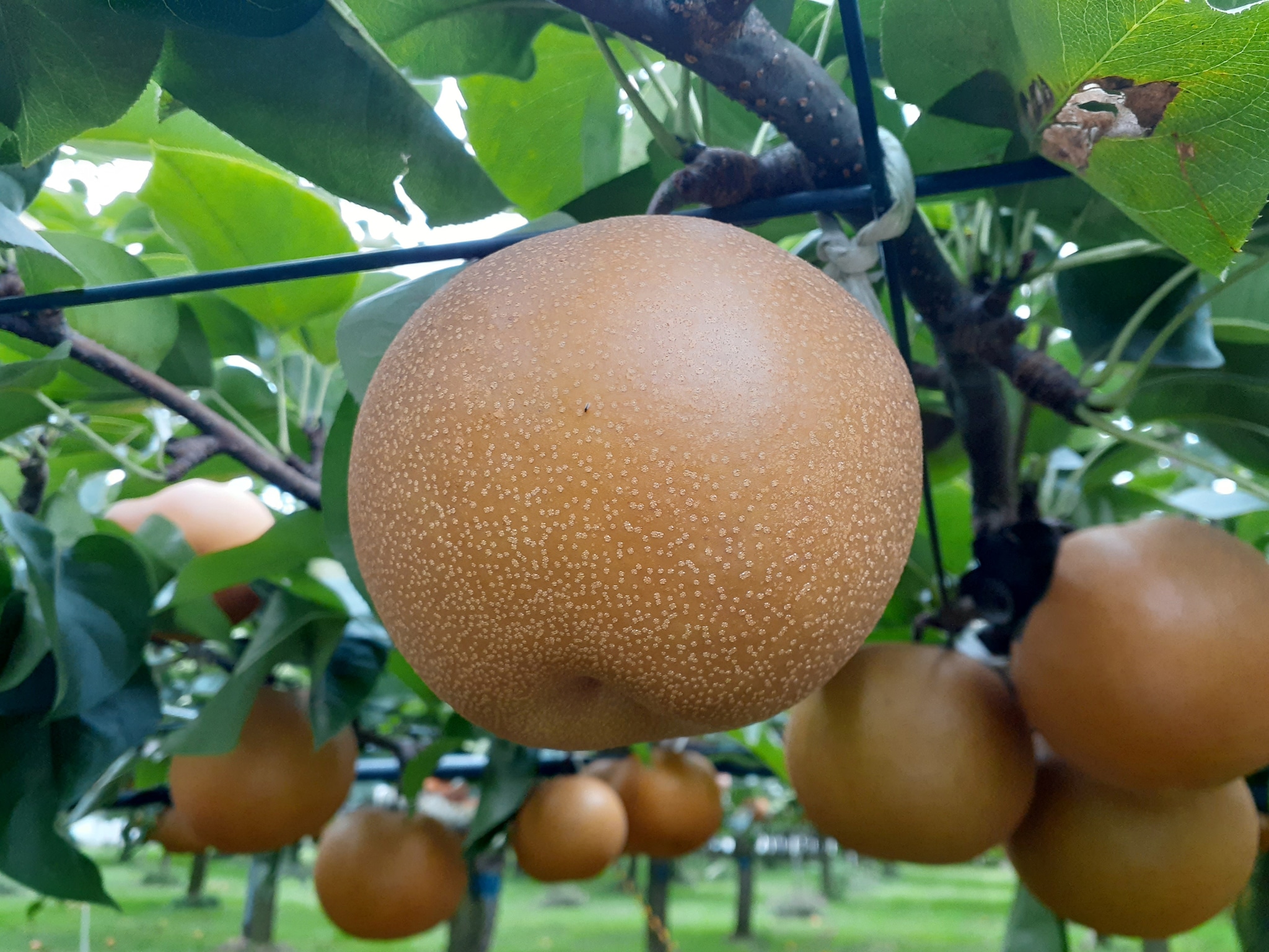 「完熟梨 にっこり」のネット販売は完売御礼&今後、再販売の可能性はあります!