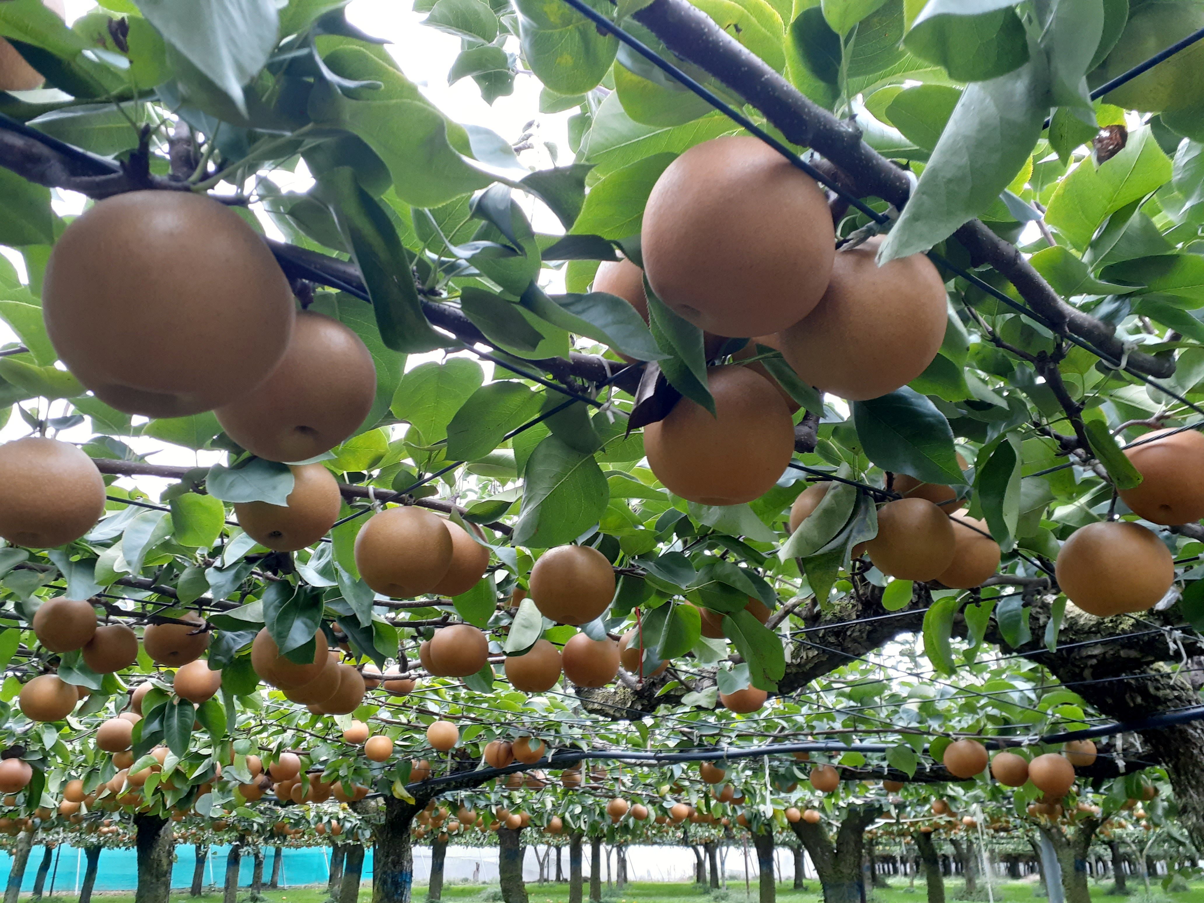 「完熟梨 にっこり」 最盛期