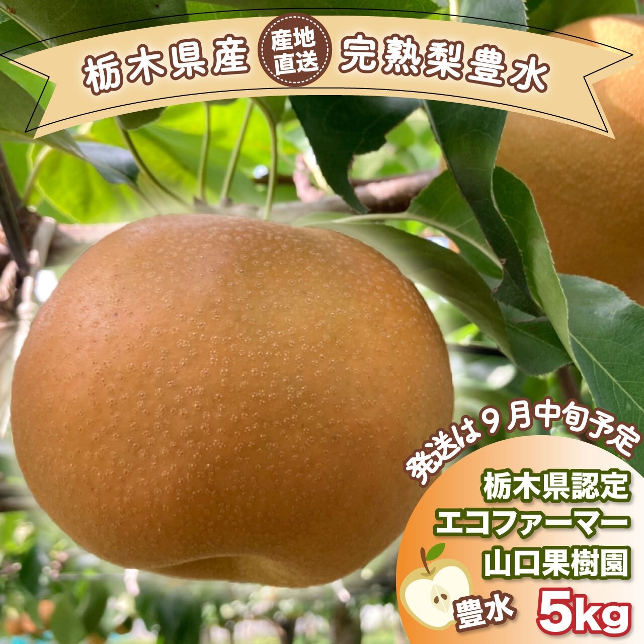 『完熟梨 豊水』9/15(月)で注文受付終了になります!