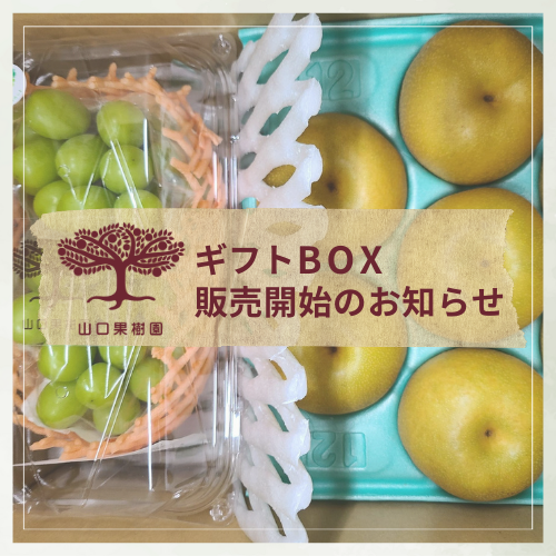 シャインマスカットと幸水がセットになった「ギフトBOX」販売開始しました♪