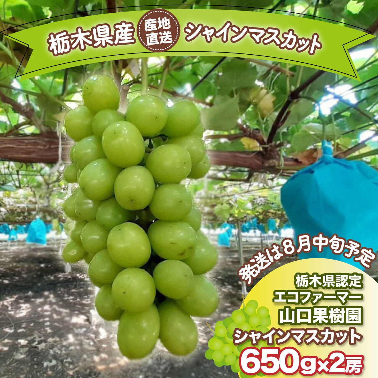 「シャインマスカット」【数量限定販売:100箱】《発送期間限定:9/12頃~9/14頃》