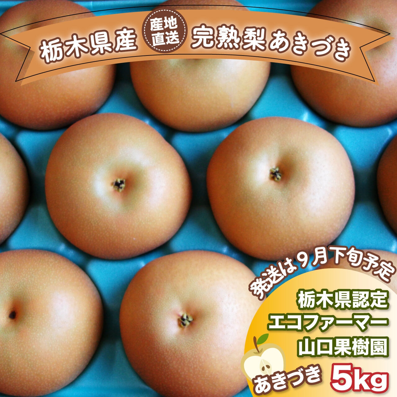 「完熟梨　あきづき」注文受付は9/25（水）まで！＆「山口果樹園にっこりチャンネル」更新のお知らせ