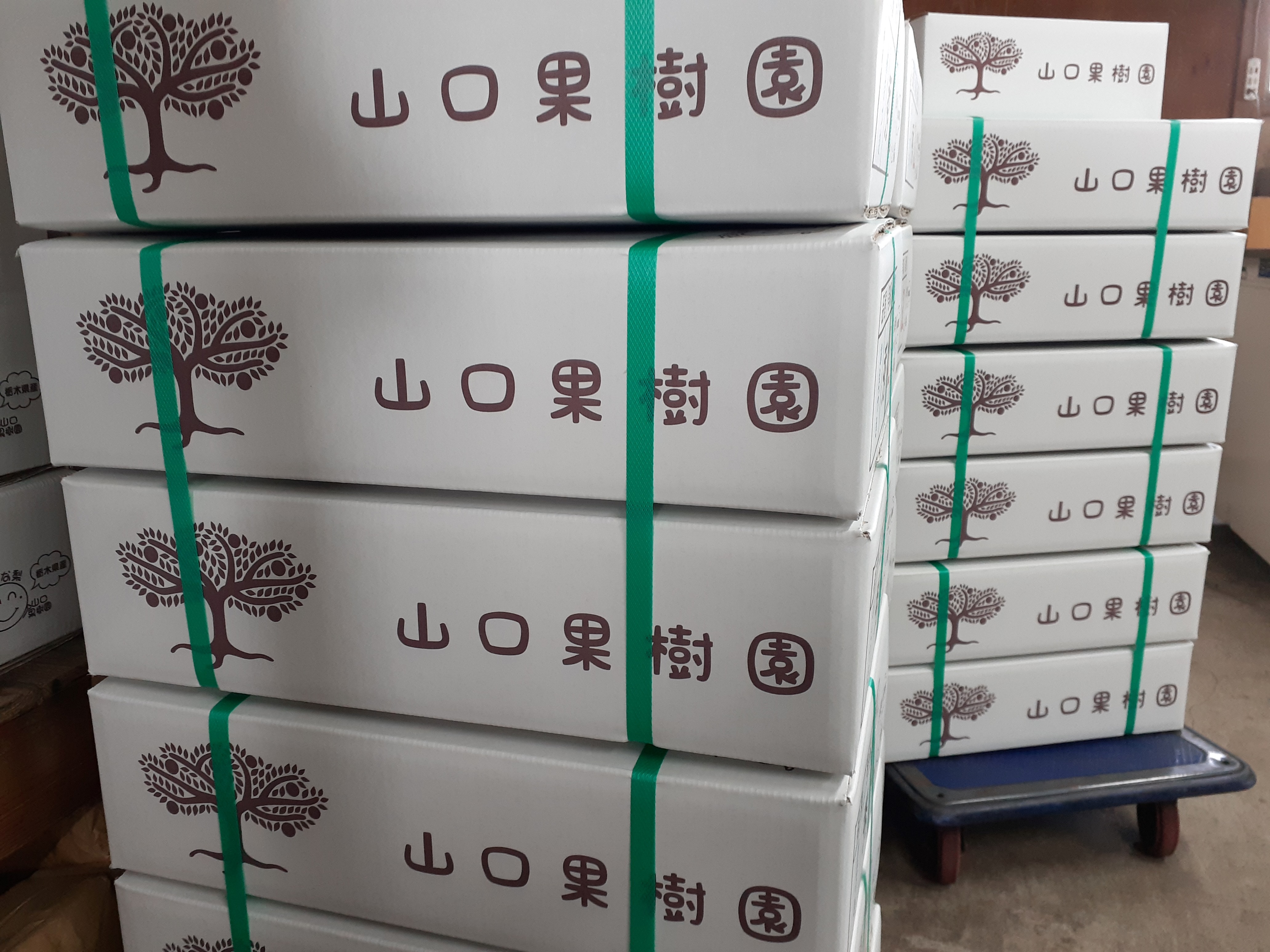 『完熟梨 あきづき』本日(9/19)より発送が始まりました!