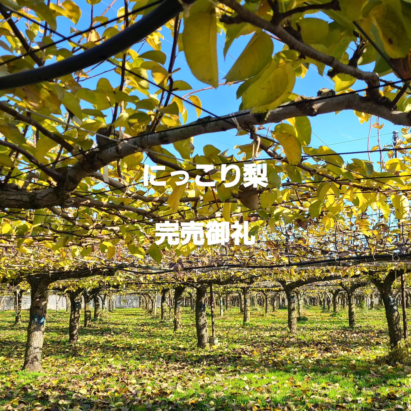 「完熟梨 にっこり」 完売御礼