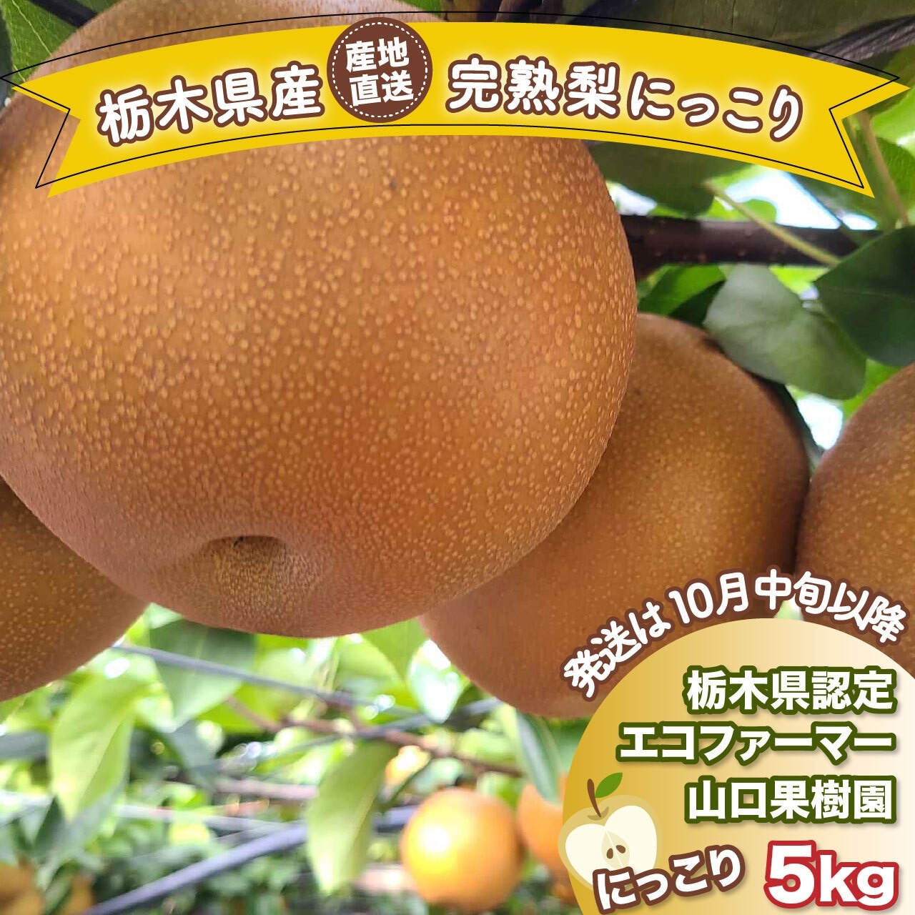 「完熟梨 にっこり」 10月1日(水)注文受付を開始!