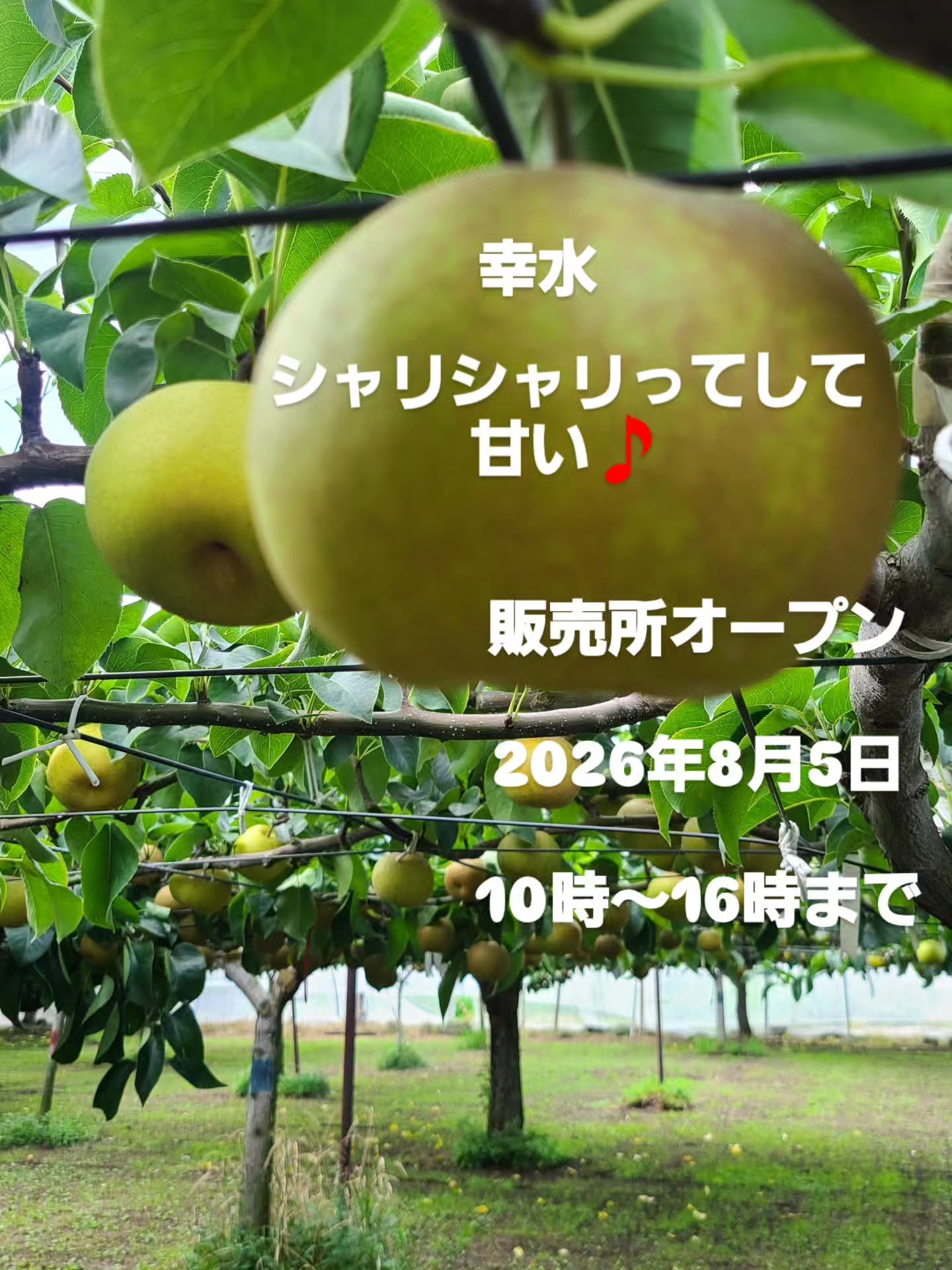 販売所オープン 8月5日(水)