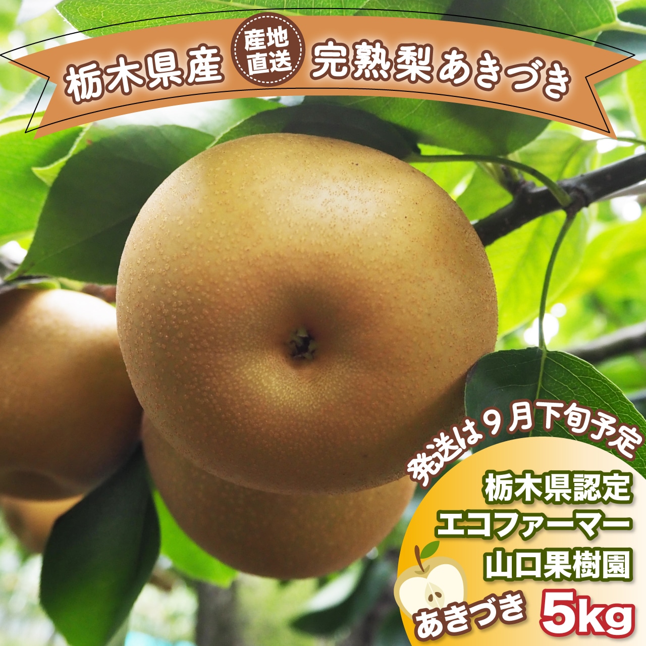 『完熟梨 あきづき』8月20日から予約注文受付を開始!