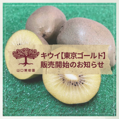 明日（11/8）よりキウイフルーツ【東京ゴールド】販売開始いたします！