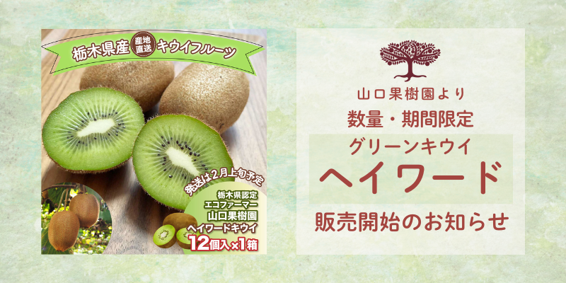 本日（1/11）よりキウイフルーツ【ヘイワード】販売開始いたします！