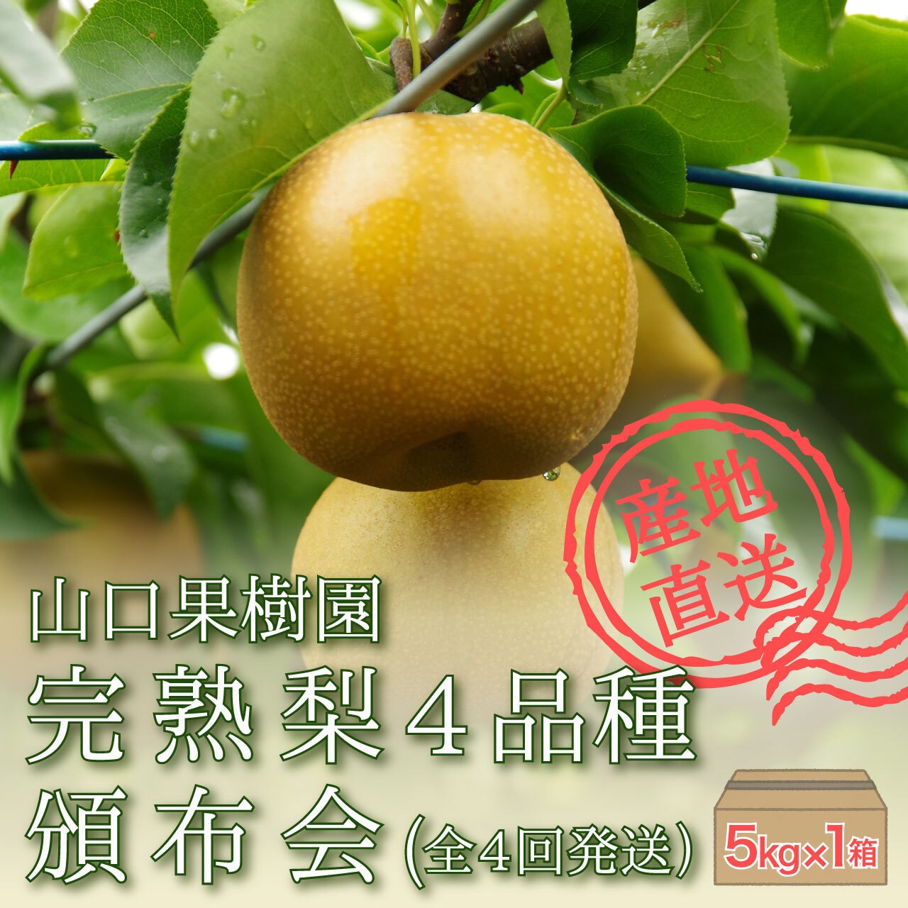 7月20日（日）から『完熟梨　幸水』と完熟梨『頒布会』注文受付開始！