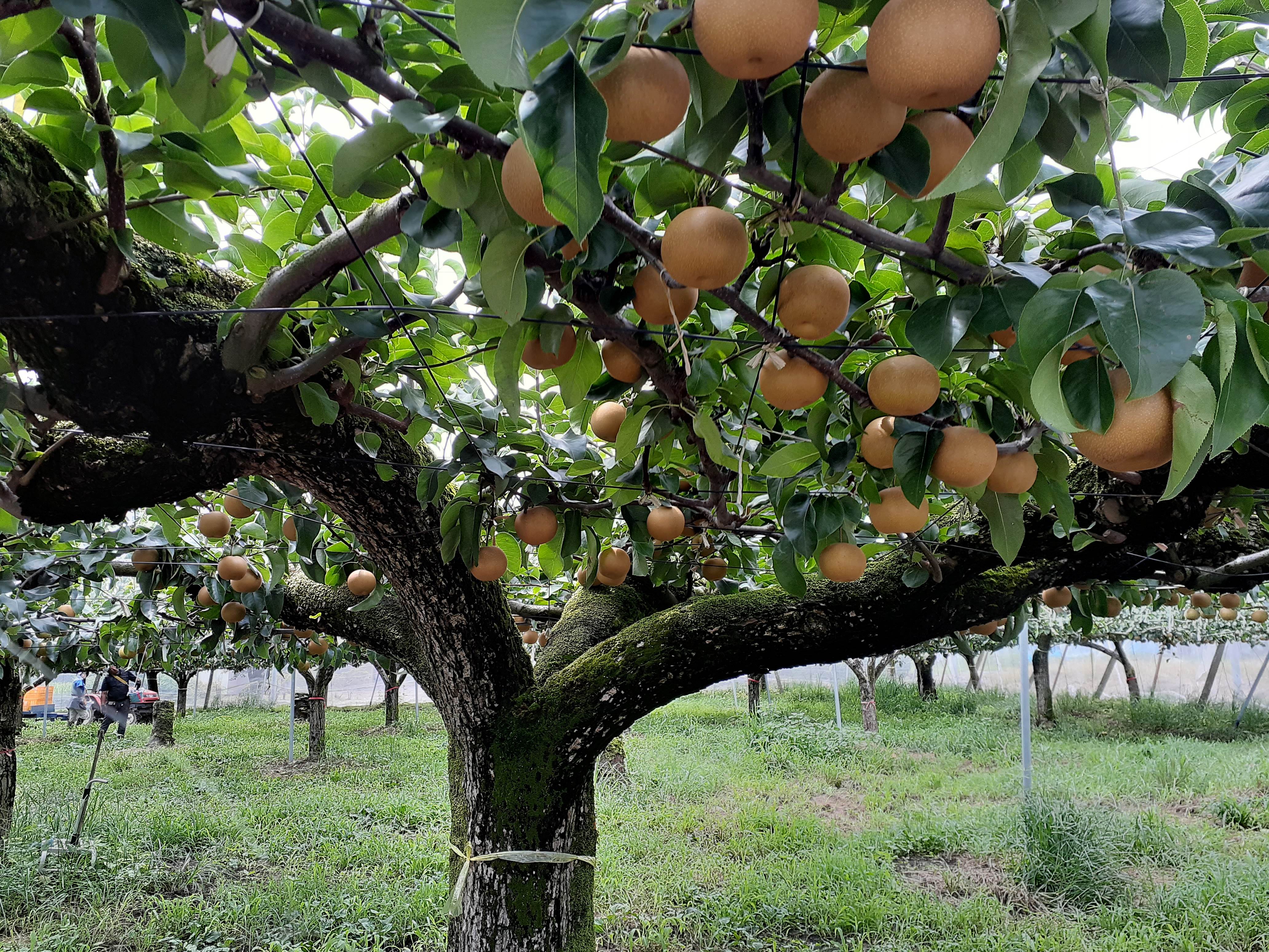 「幸水」ネット注文は完売!&「豊水」を8/15(金)注文受付開始!