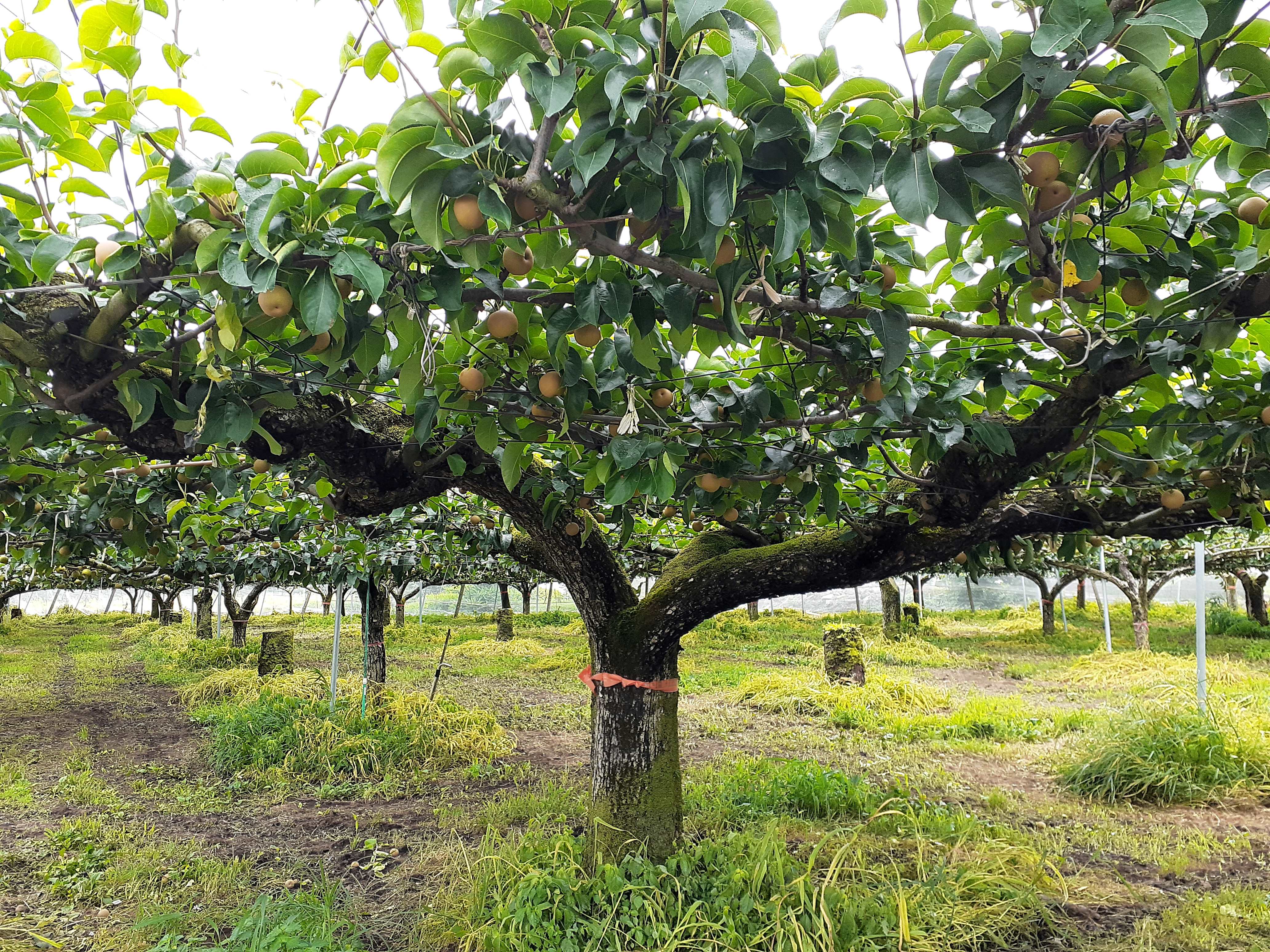 「幸水」の注文受付を7/15から開始!!!