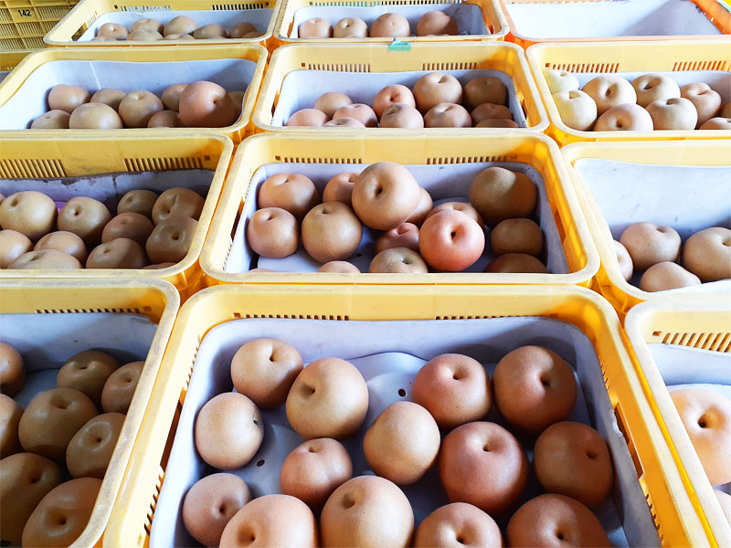 豊作です!!!「完熟梨 豊水」9/20(土)まで注文受付となります!