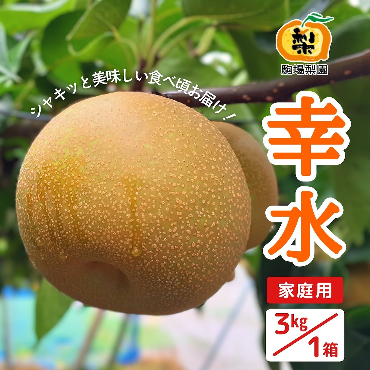 完熟梨「幸水」7/15（水）注文受付開始！