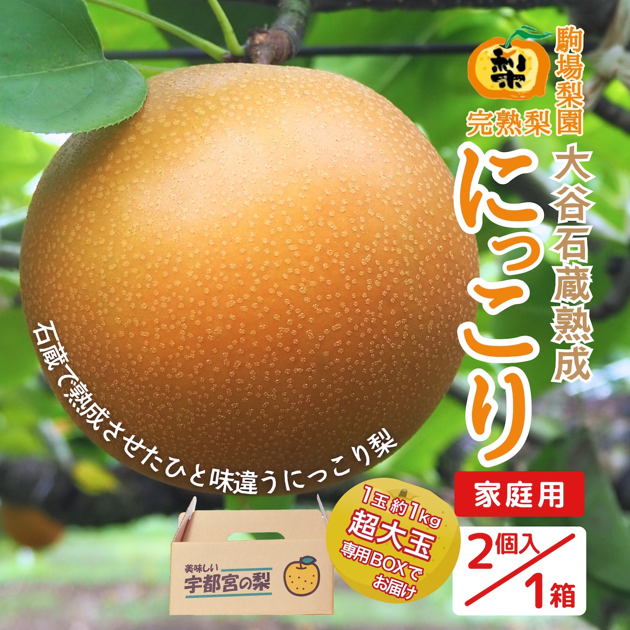 【販売再開】「栃木県産完熟梨・大谷石蔵熟成にっこり」『超大玉』家庭用のみ