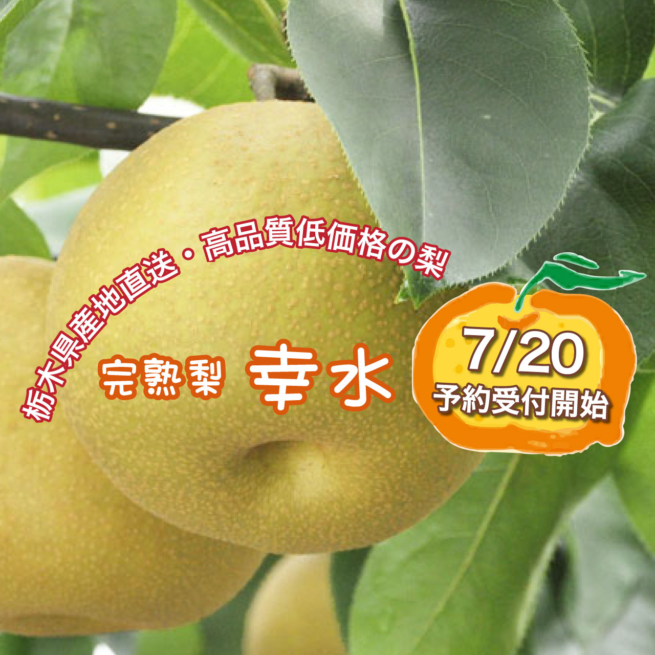 栃木県産完熟梨・幸水《7/20～》予約受付開始します