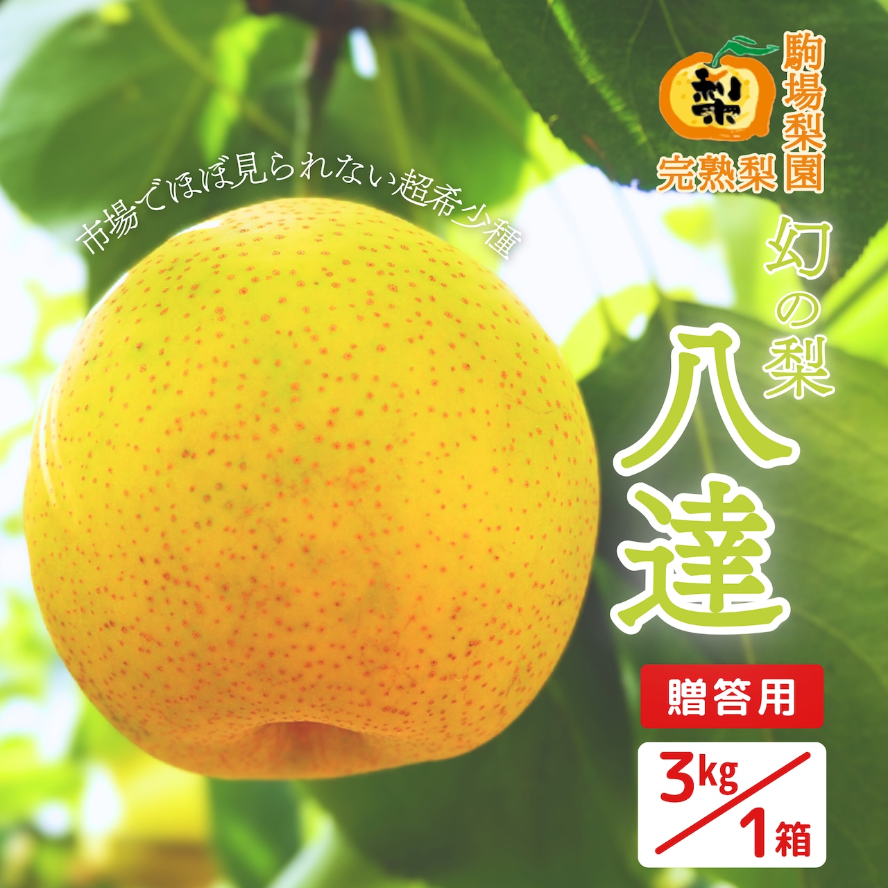 完熟梨「超希少種・八達」完売となりました！