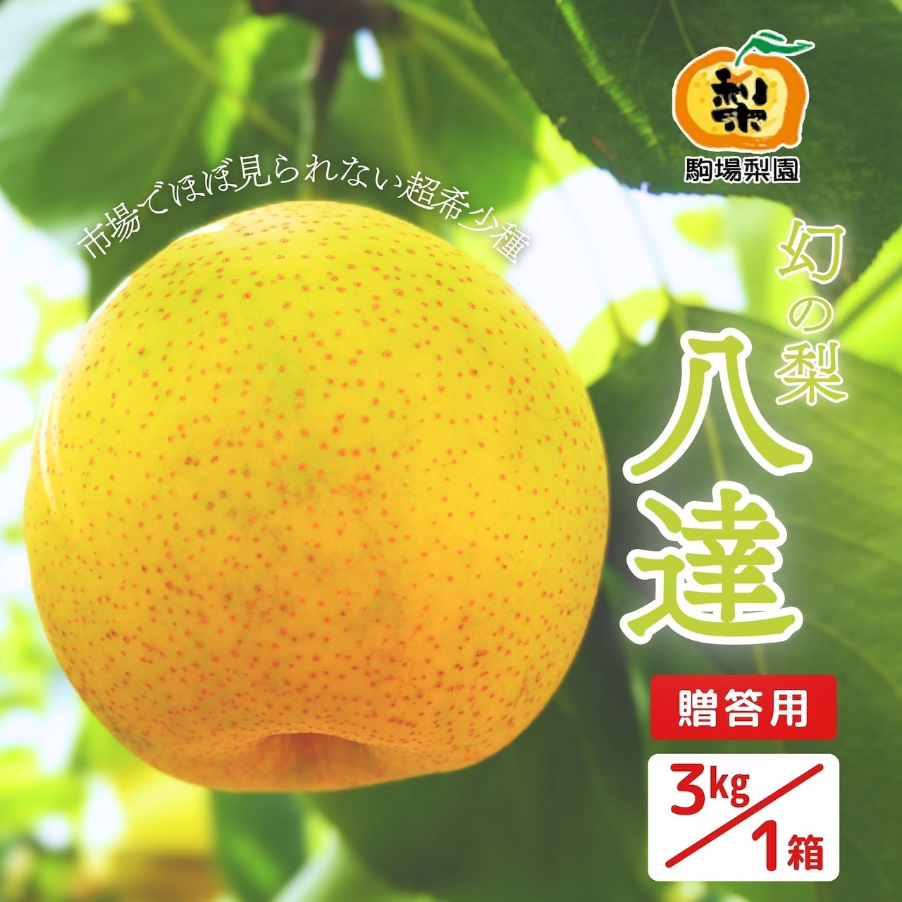 「八達」完売御礼！