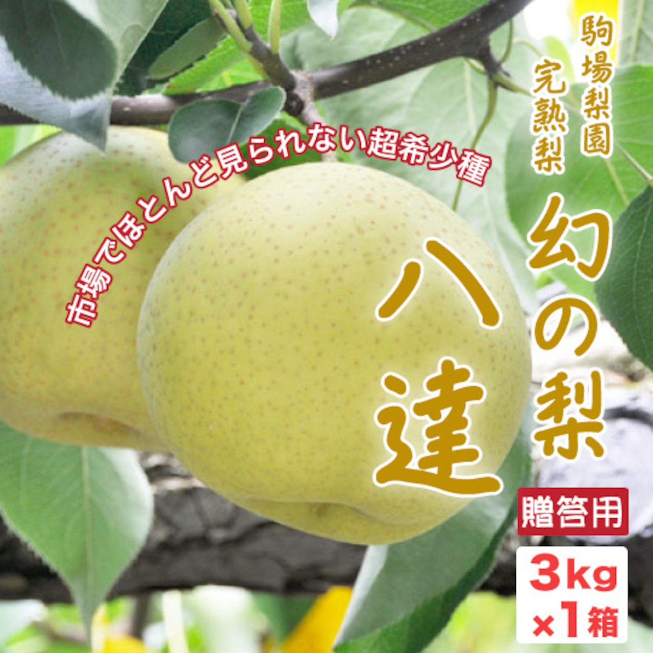 完熟梨「超希少種・八達」本日（9/3）より収穫開始＆注文受付は本日（9/3）まで