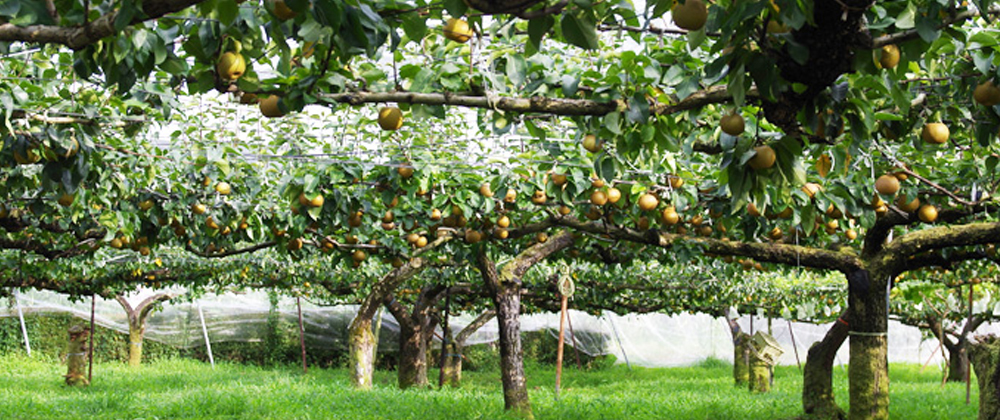 「大谷石蔵熟成　完熟梨　にっこり」完売御礼