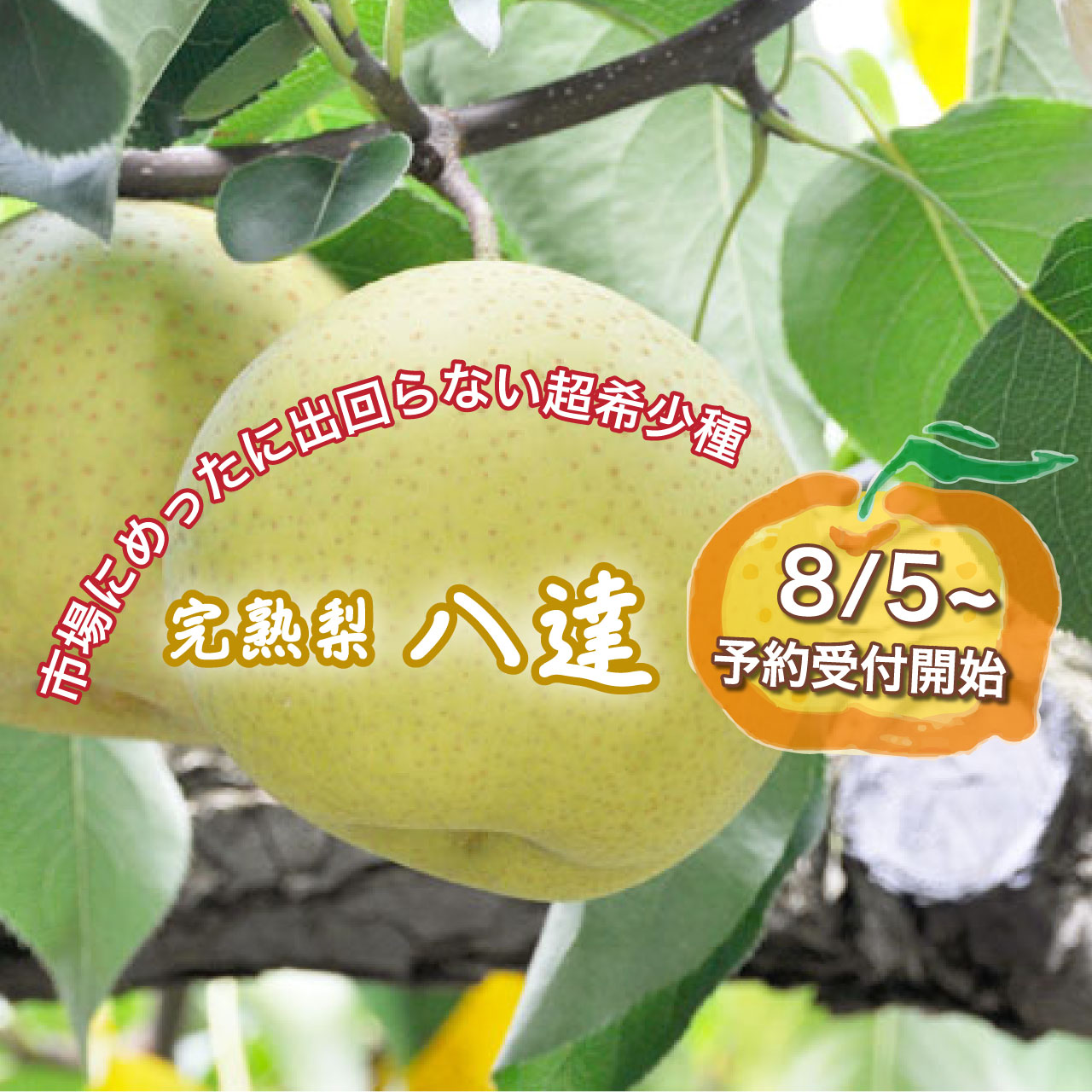 栃木県産完熟梨「超希少種・八達」を《8/5》～予約受付開始します